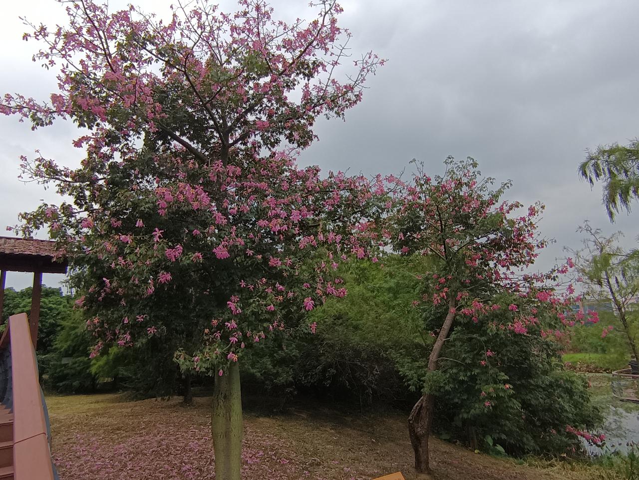 分享我这周有趣的事：
北方的树叶落光了，南方的鲜花盛开了！