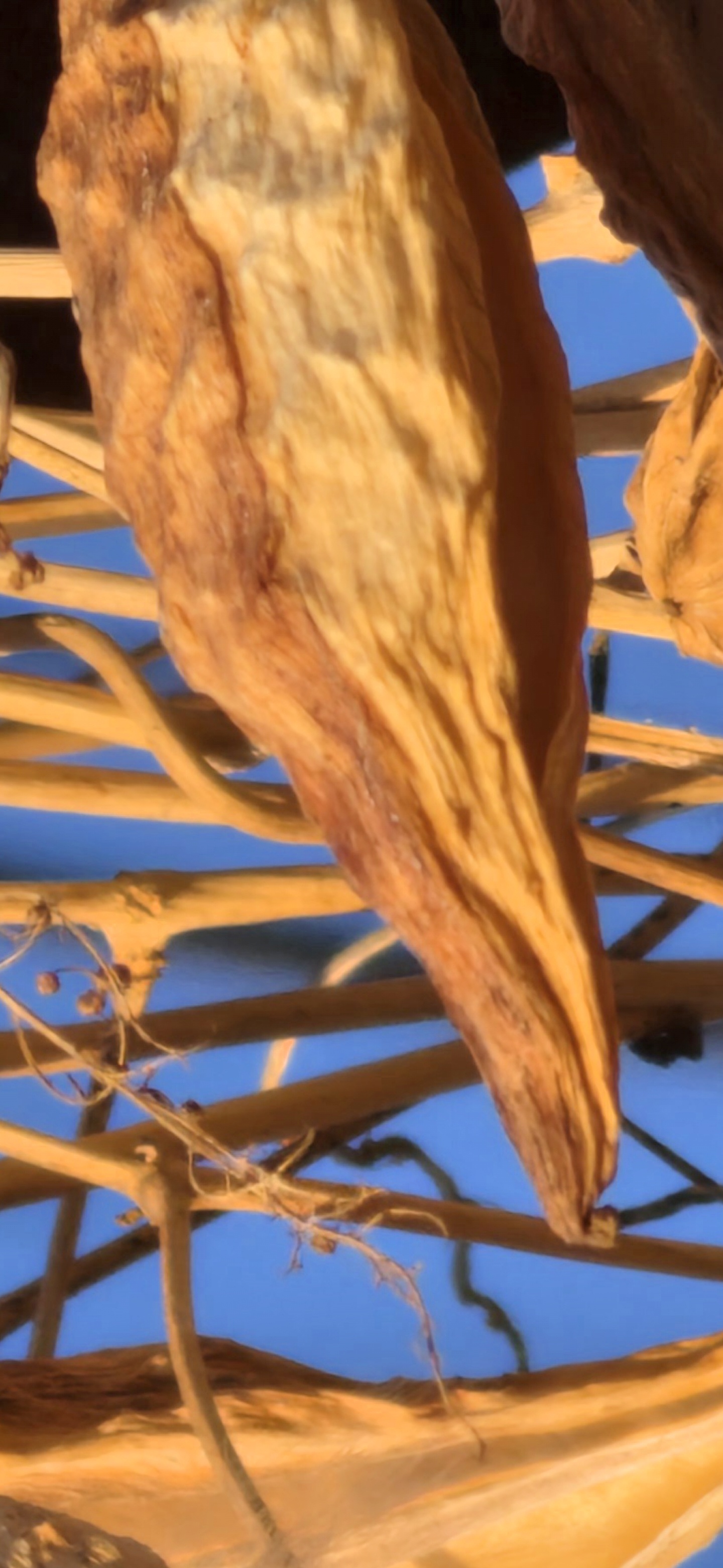 同样的放大之后。第一张是三星S26 Ultra的处理方式，模糊就模糊第二张是另一