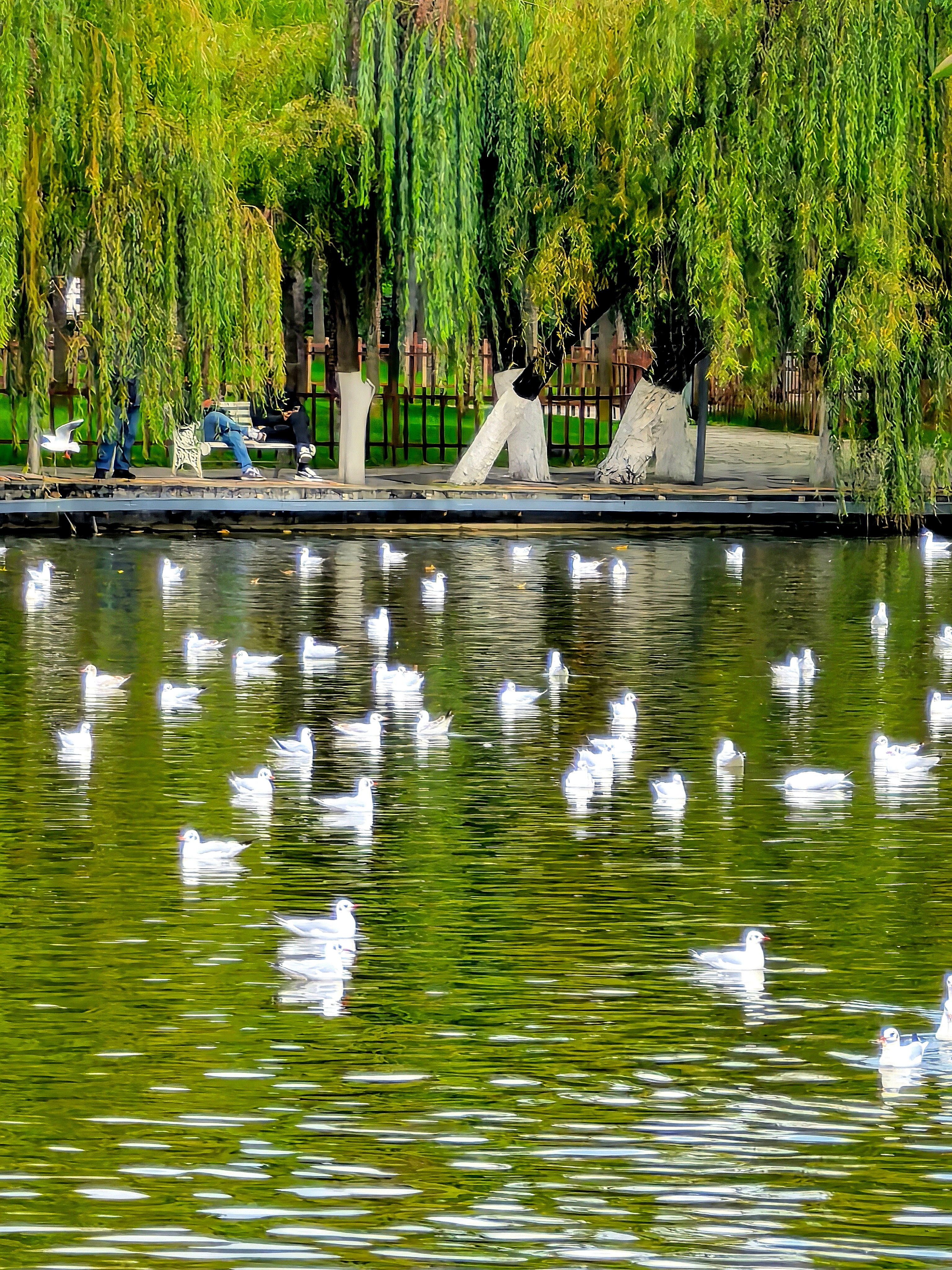 昆明的红嘴鸥来了 ​​​