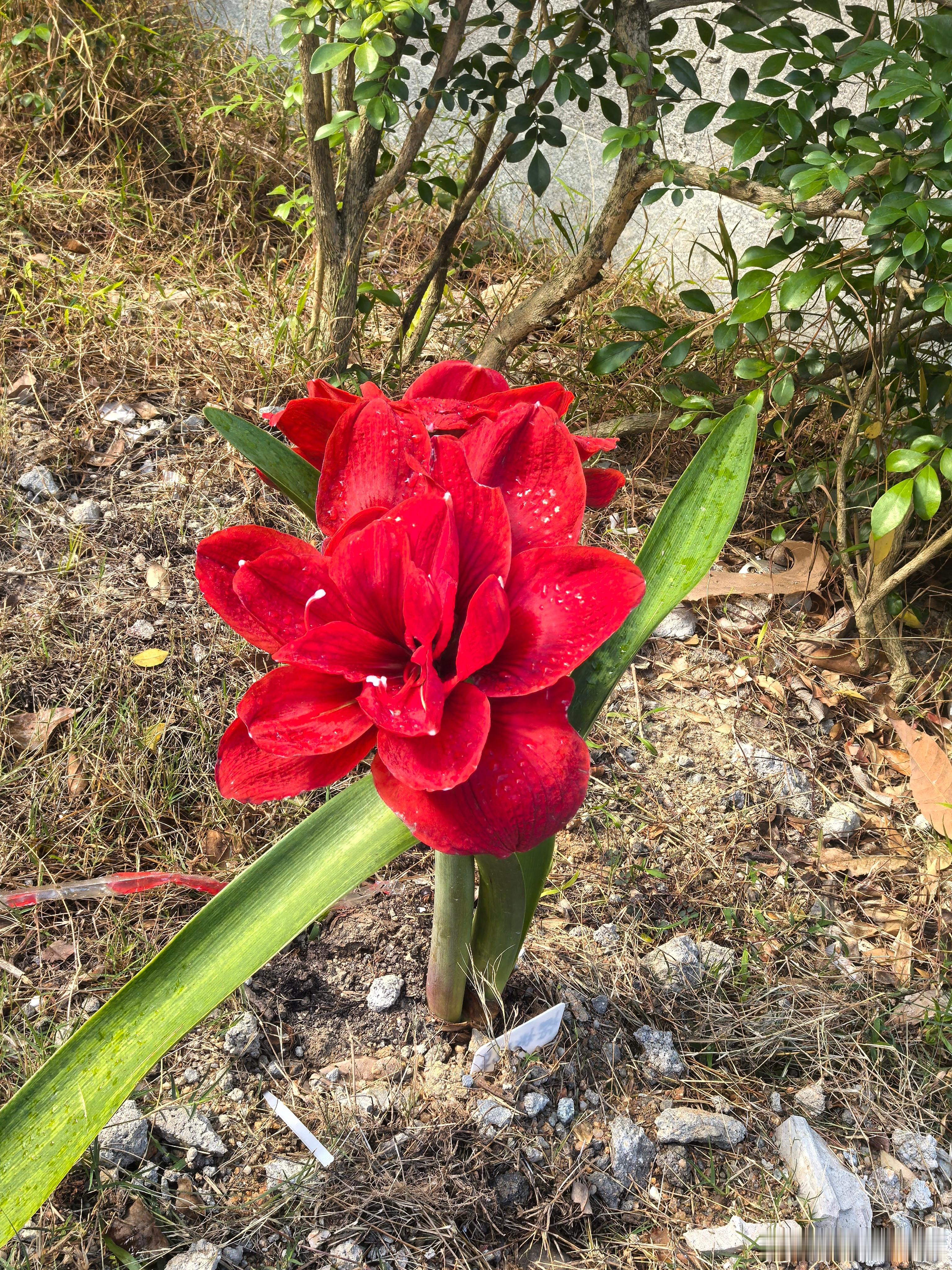 今天补休。早上跑完步有点下小雨。正好邻居大姐给我打电话叫我去散步，看到下雨她给我
