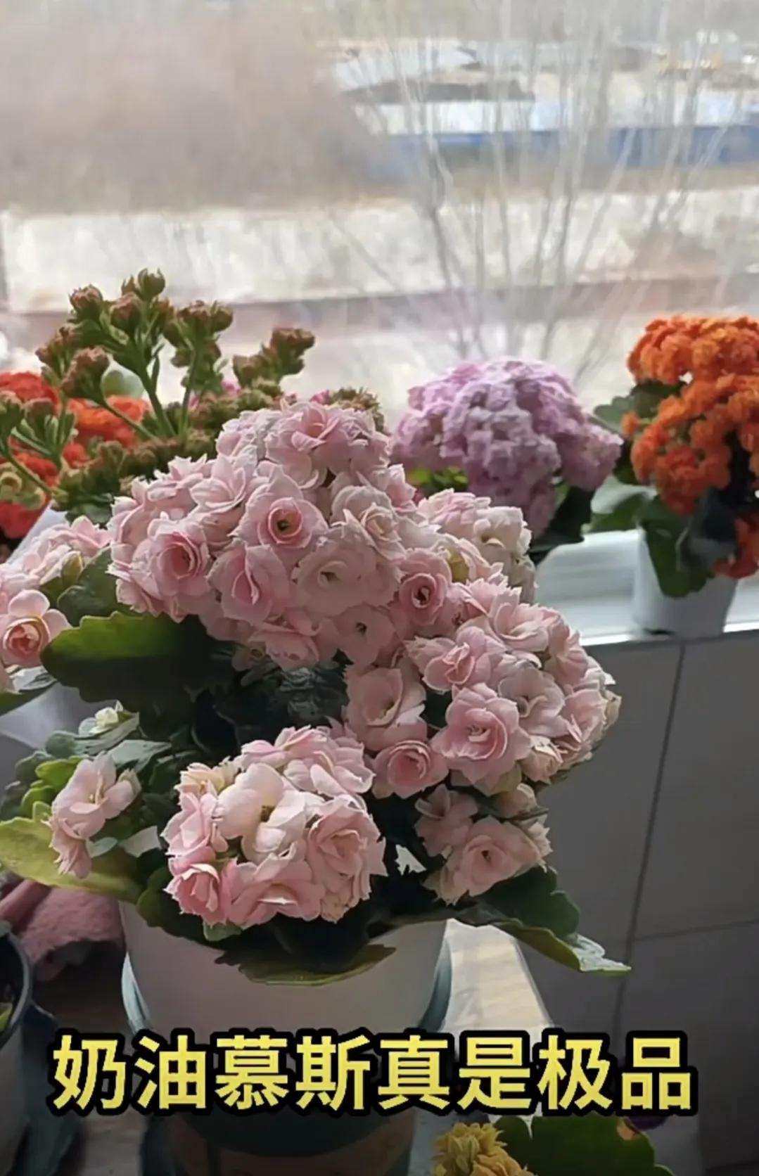 长寿花“奶油慕斯”真是极品
它这个样子，已经持续一个多月了
小身体，大能量
满头