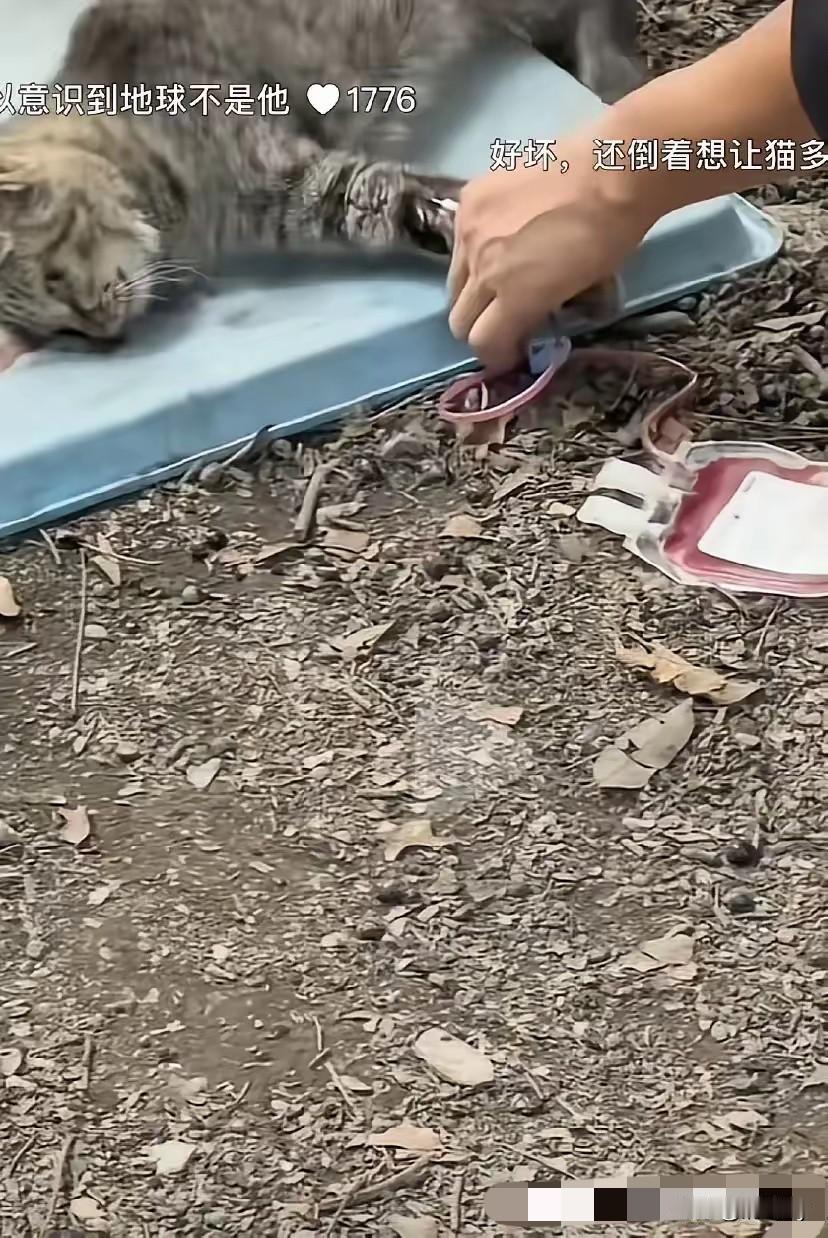 怎么下得去手？一只流浪猫为了生存真是吃了上顿没有下顿，都没有个遮风避雨的地方！
