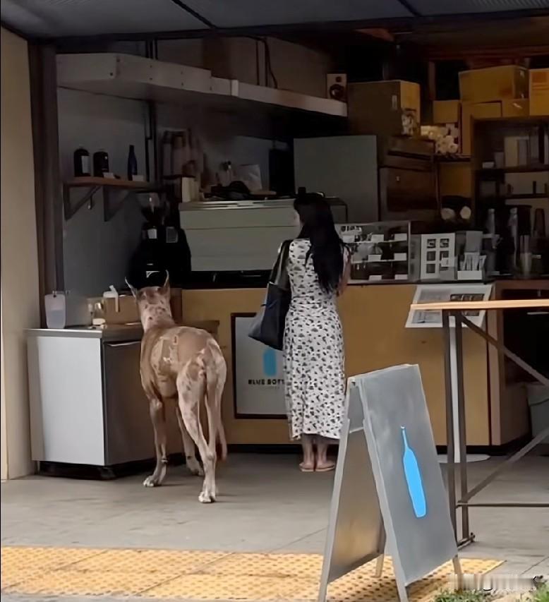 带大型犬上街，全程既不拴绳也不佩戴防护嘴罩，这实在太吓人了！

刚看到一条视频，
