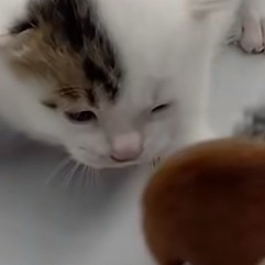 玩具买早了小猫太小了 咪：介素森么！！！！ 