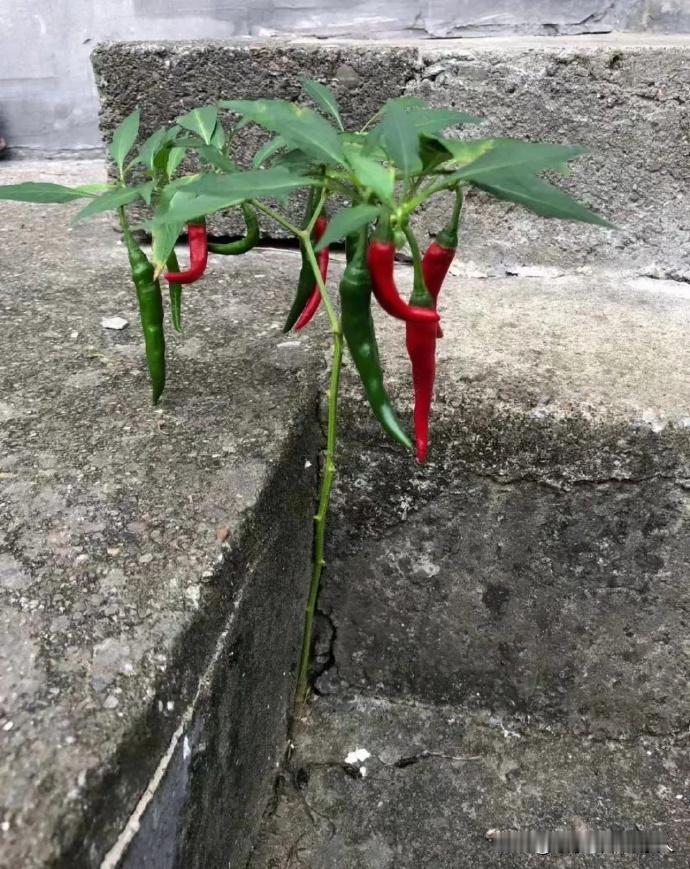 强者从来不抱怨环境和出生。祝愿各位即将高考学子旗开得胜，取得好成绩！！