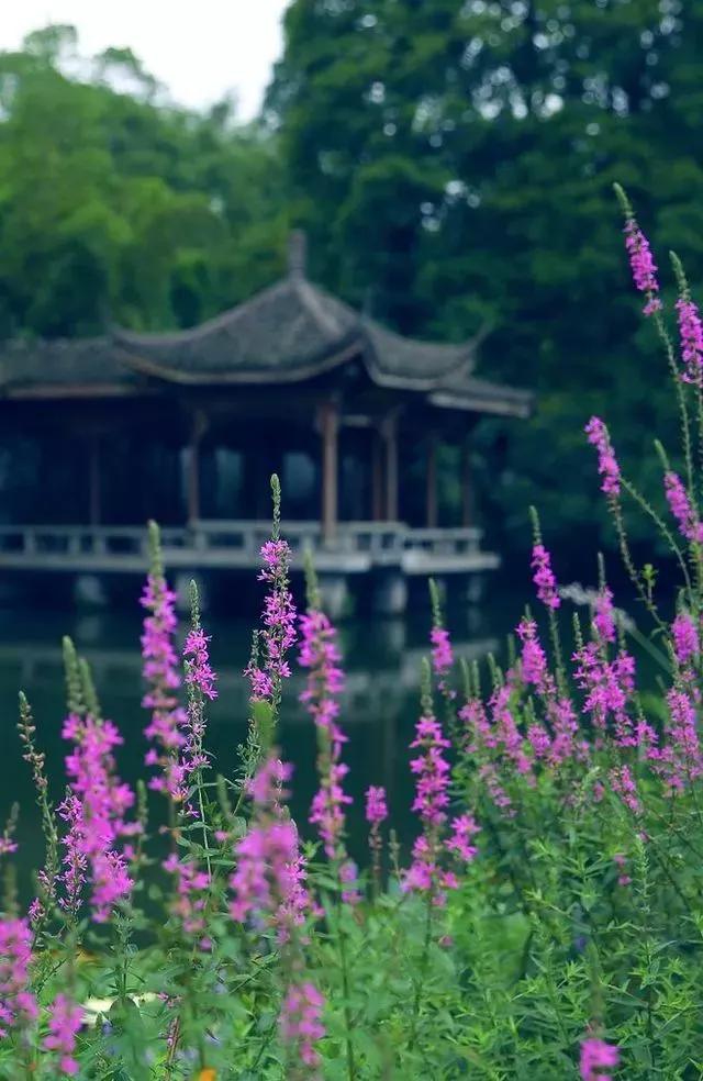 #三伏天诗词一首#
今天是三伏天的第一天，头伏是7月15日至7月24日，今年的三