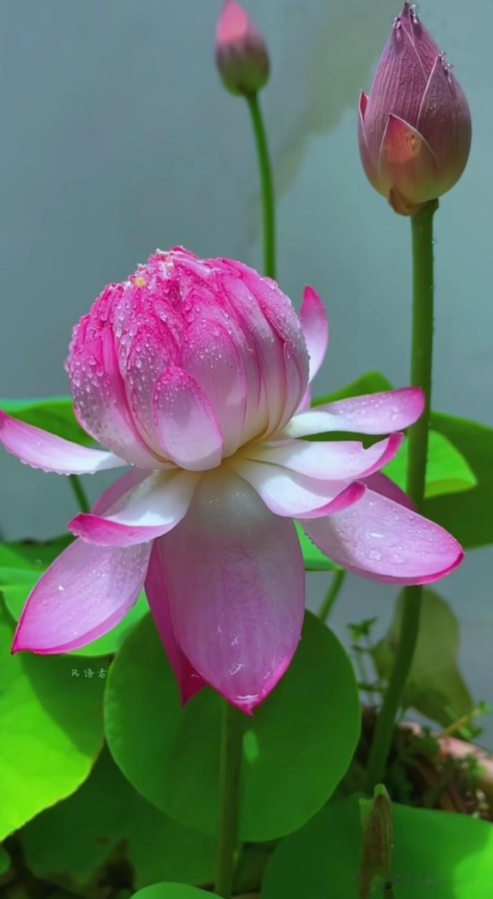 荷花姐姐今天穿了渐变色高定裙，还戴了水晶耳坠（水珠版）～你觉得她是在等风来，还是