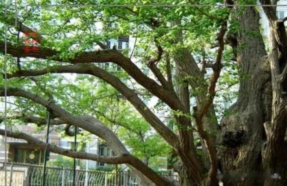 鲜为人知的李自成拴马树
从万寿寺门前万寿寺路往东顺着长河走六百米左右，地质力学研