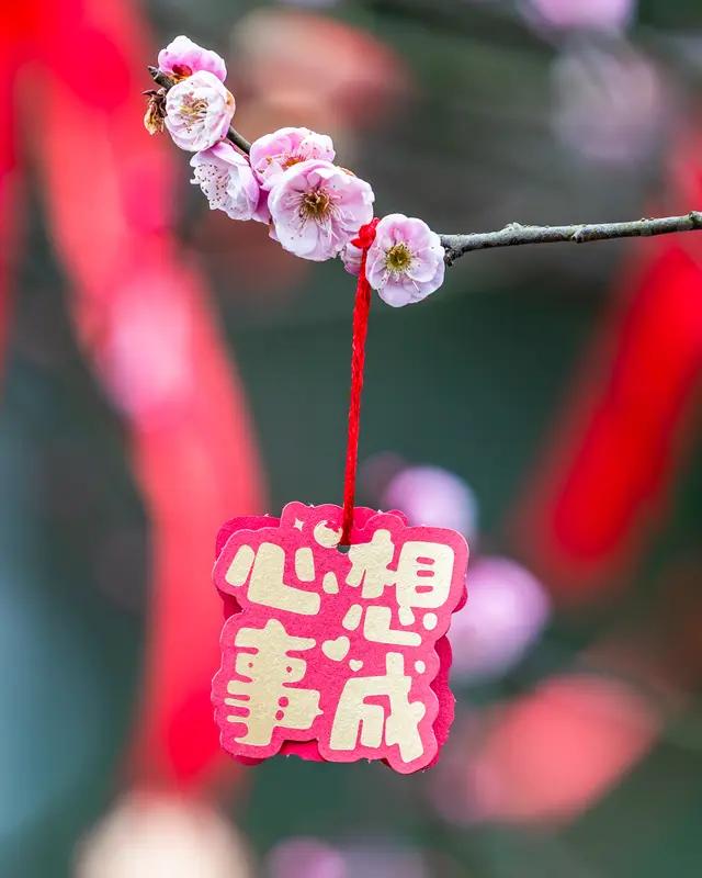 今年春天最想实现的心愿 今年春天，我最想实现的心愿就是去看一场漫山遍野的樱花。想