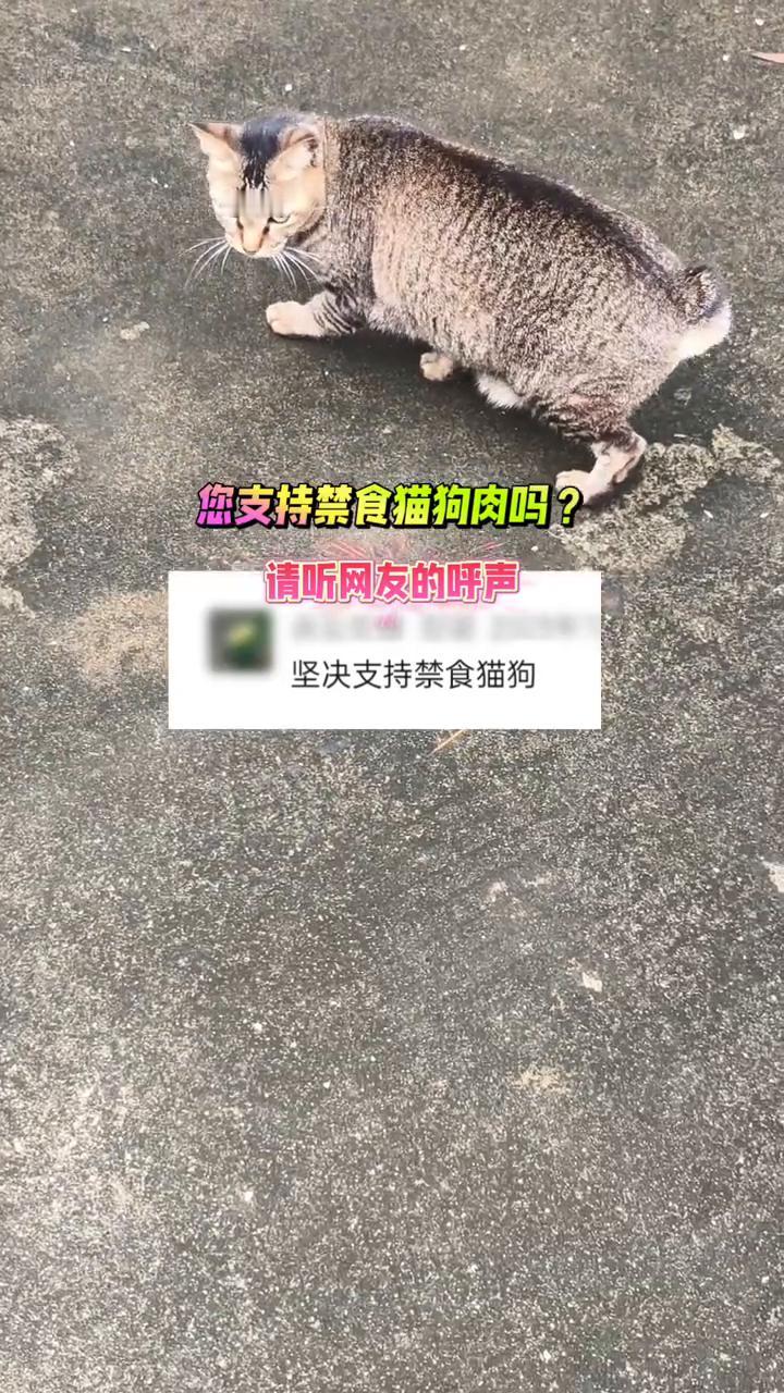 您支持禁食猫狗肉吗？请听网友的呼声。
坚决支持禁食猫狗。您支持禁食猫狗肉吗？