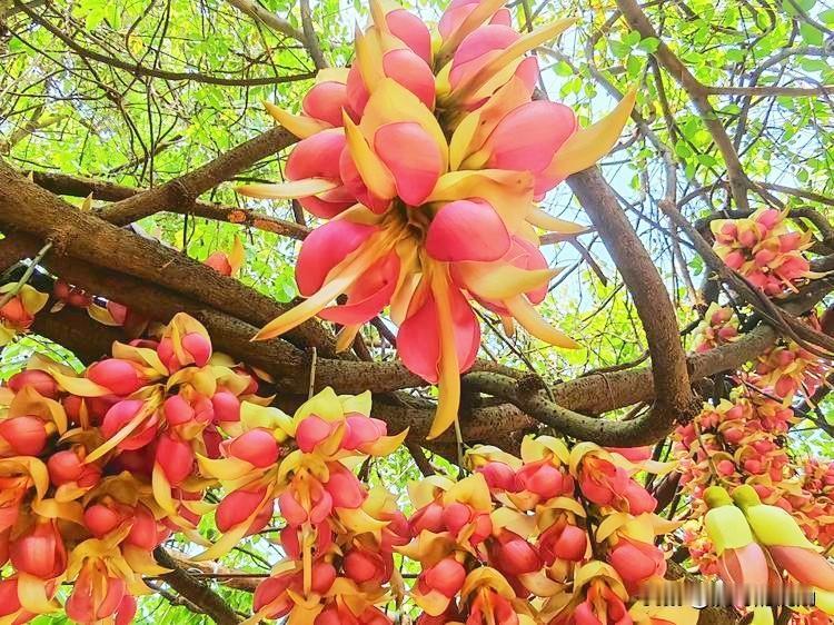 岁岁春日，心愿岁岁如一，便是去饱览祖国的壮美山河。南粤春来早，3月19日我们抵达