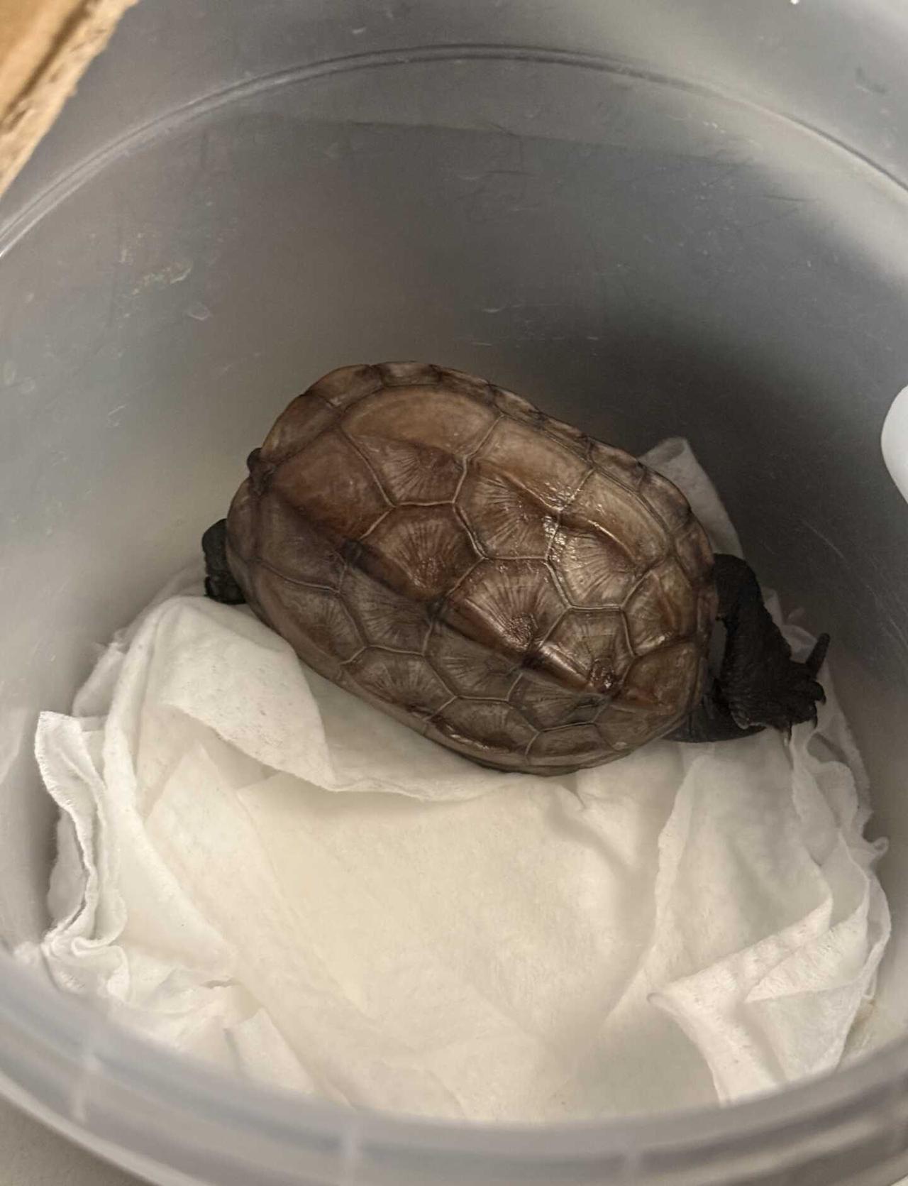 我家小乌龟腐甲生病了，我在干养
请问这个是什么意思龟 草龟 宠物龟 小乌龟日常 