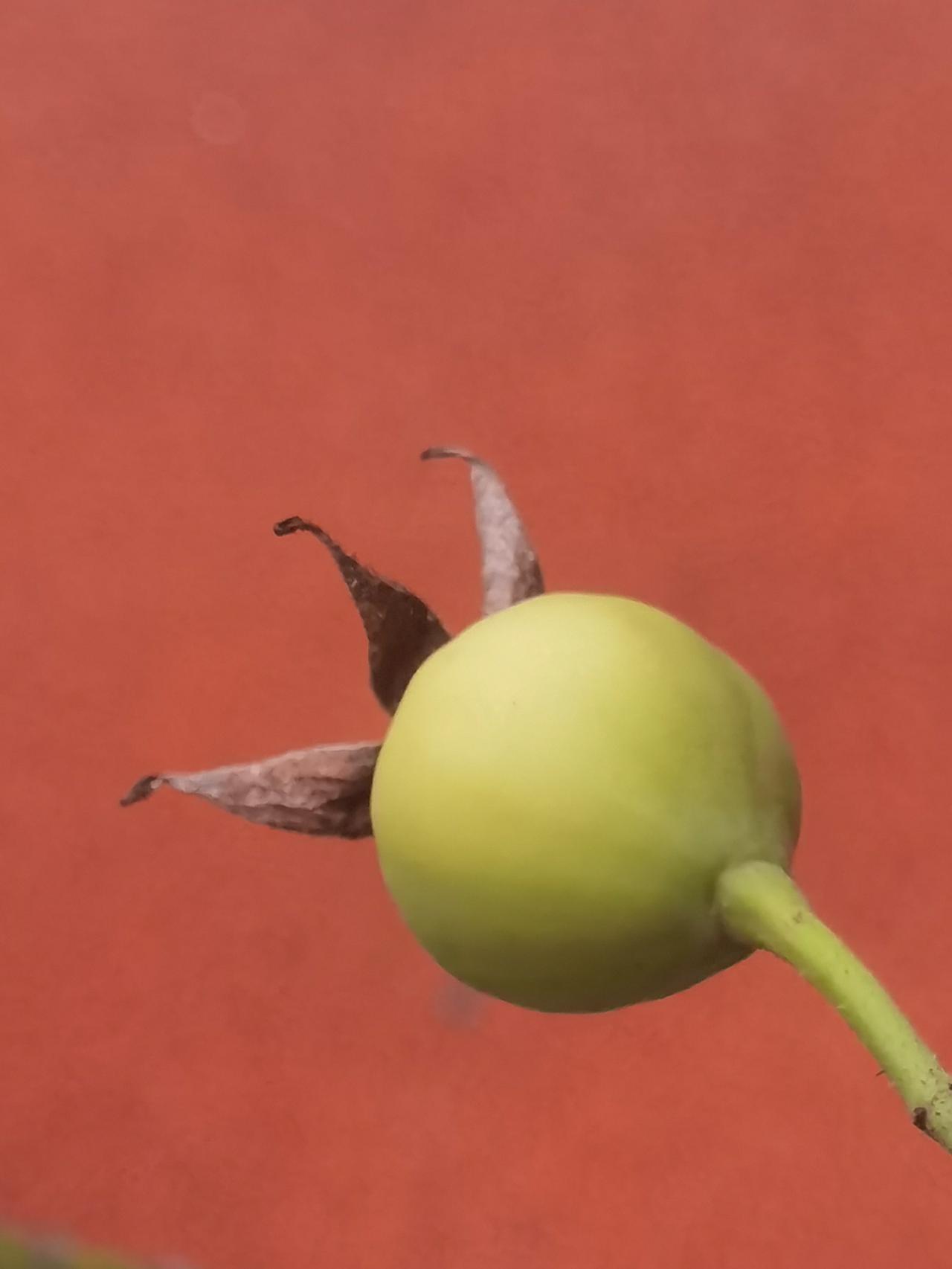 发现月季花结果了，说明授粉了。