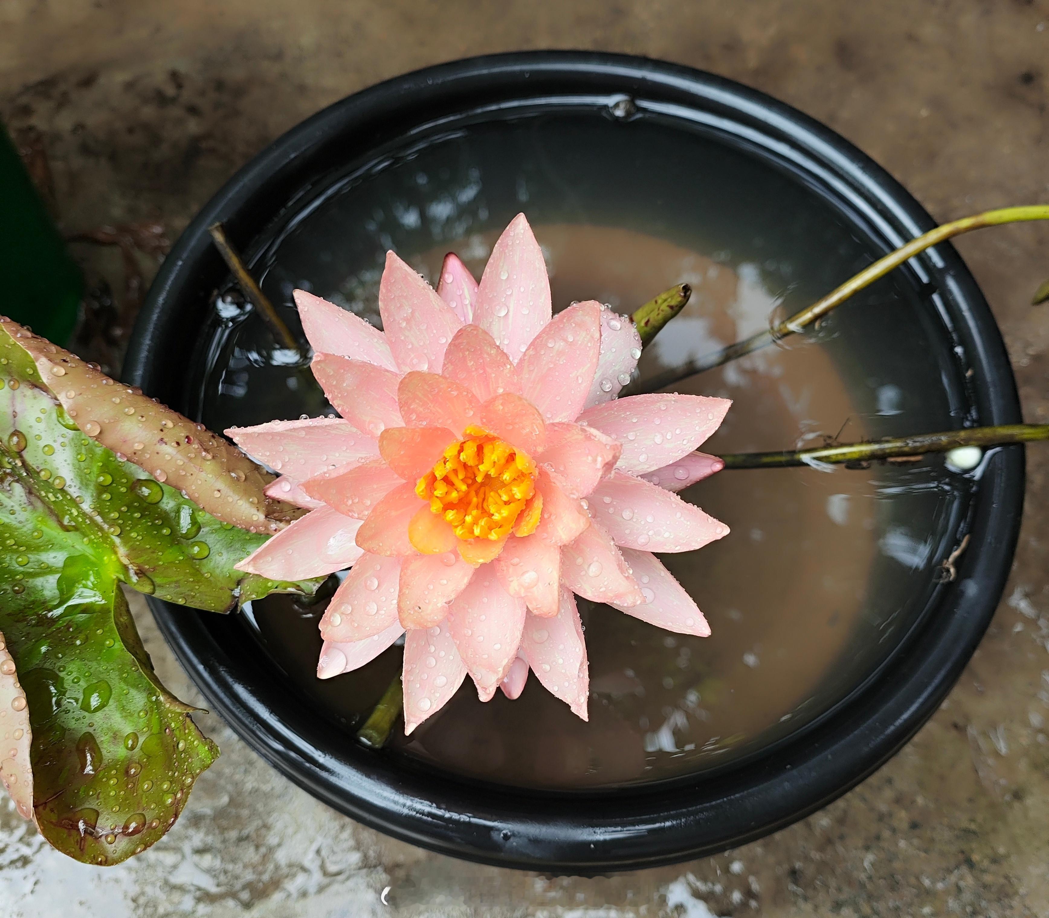 下了不知道多少天大暴雨以后，今天终于停了，地淹了，路淹了……花开了 ​​​