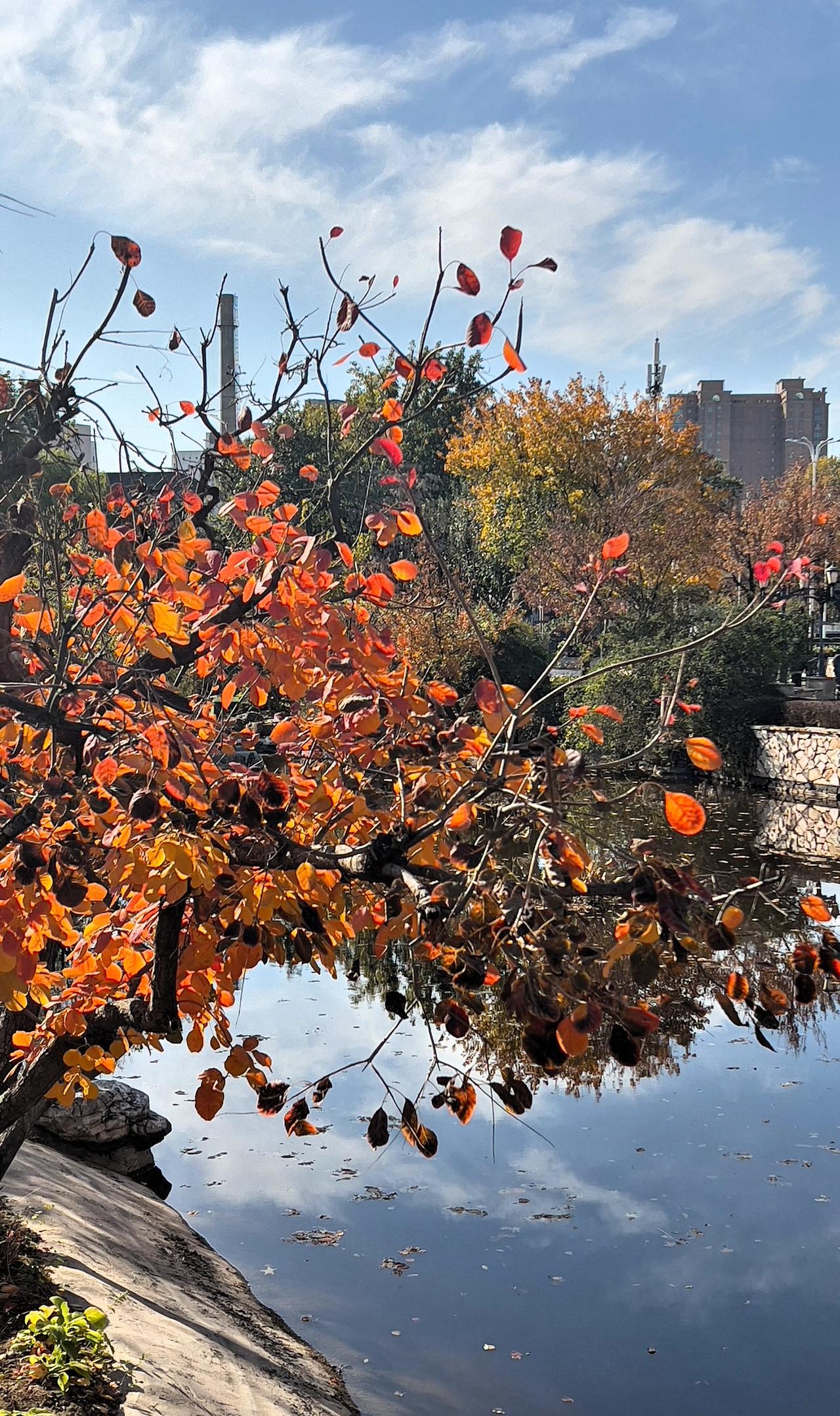 可以分享一张秋景的树叶的照片吗？