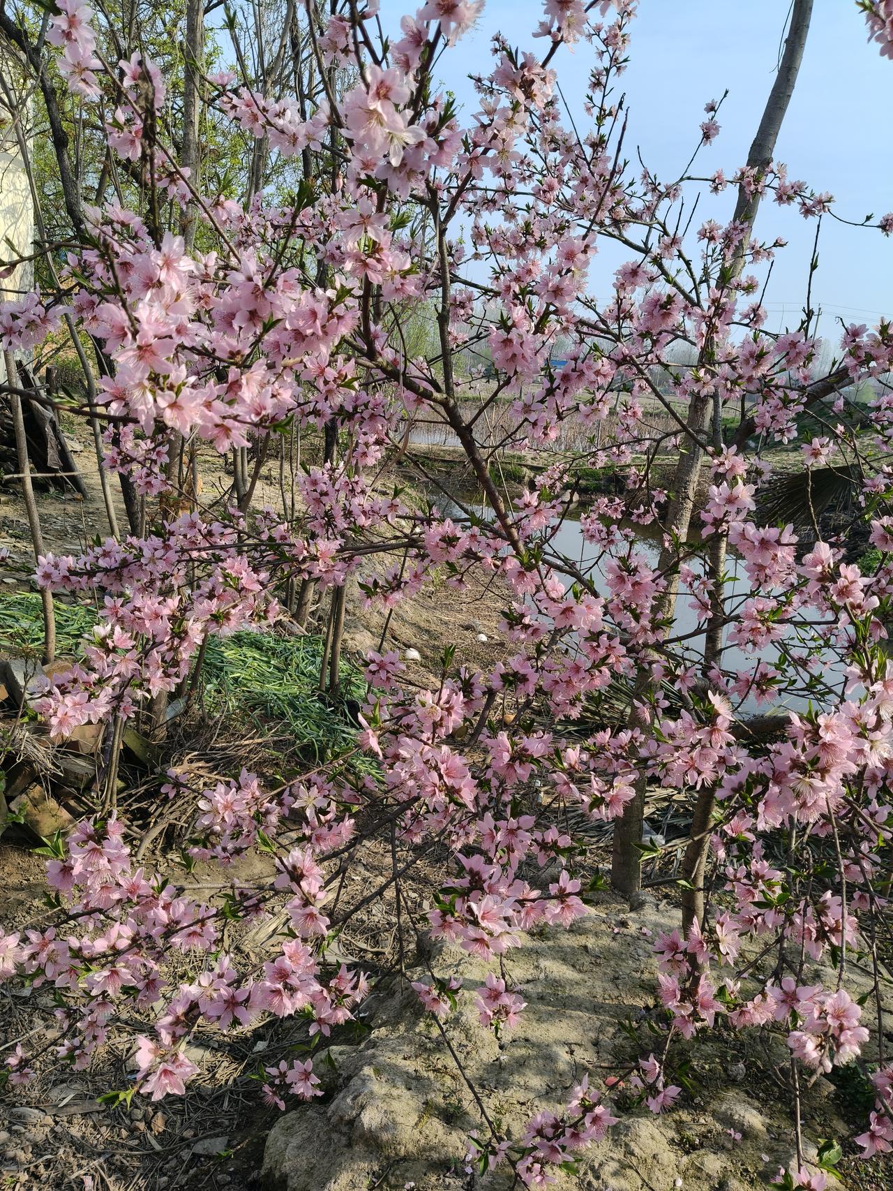 花开艳丽，春光满园