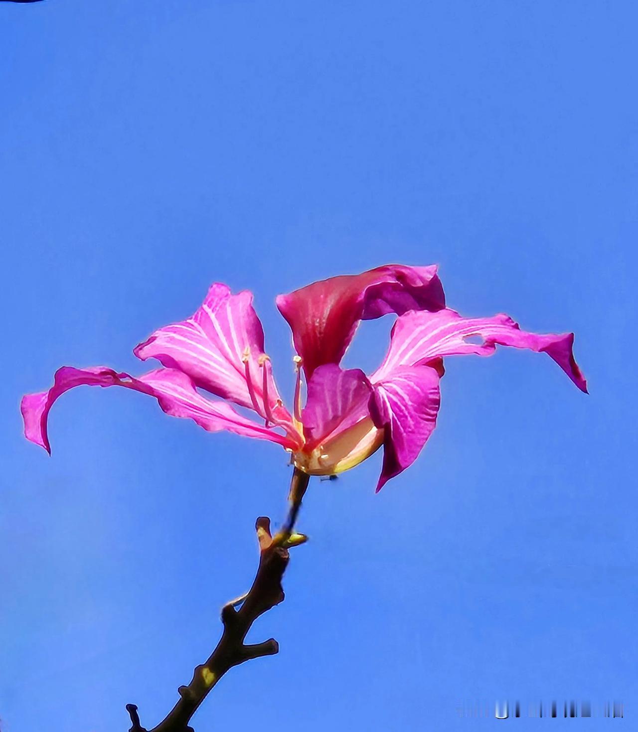 深圳冬天的花儿
深圳的美景记录 手机抓拍~花 手机随拍花朵 
娇艳似火，就如这个