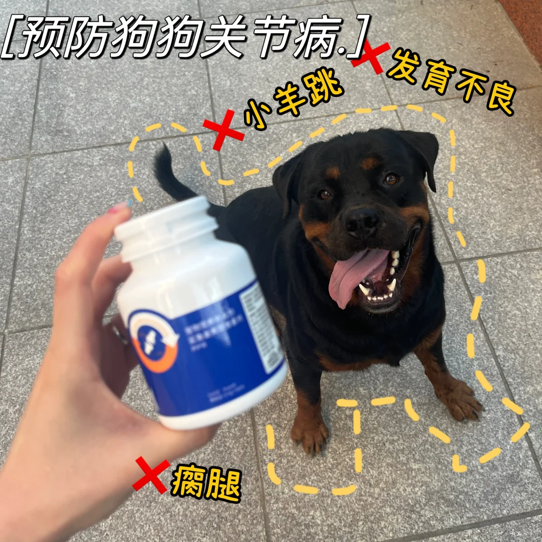 狗狗养好关节，才是长寿第一步！