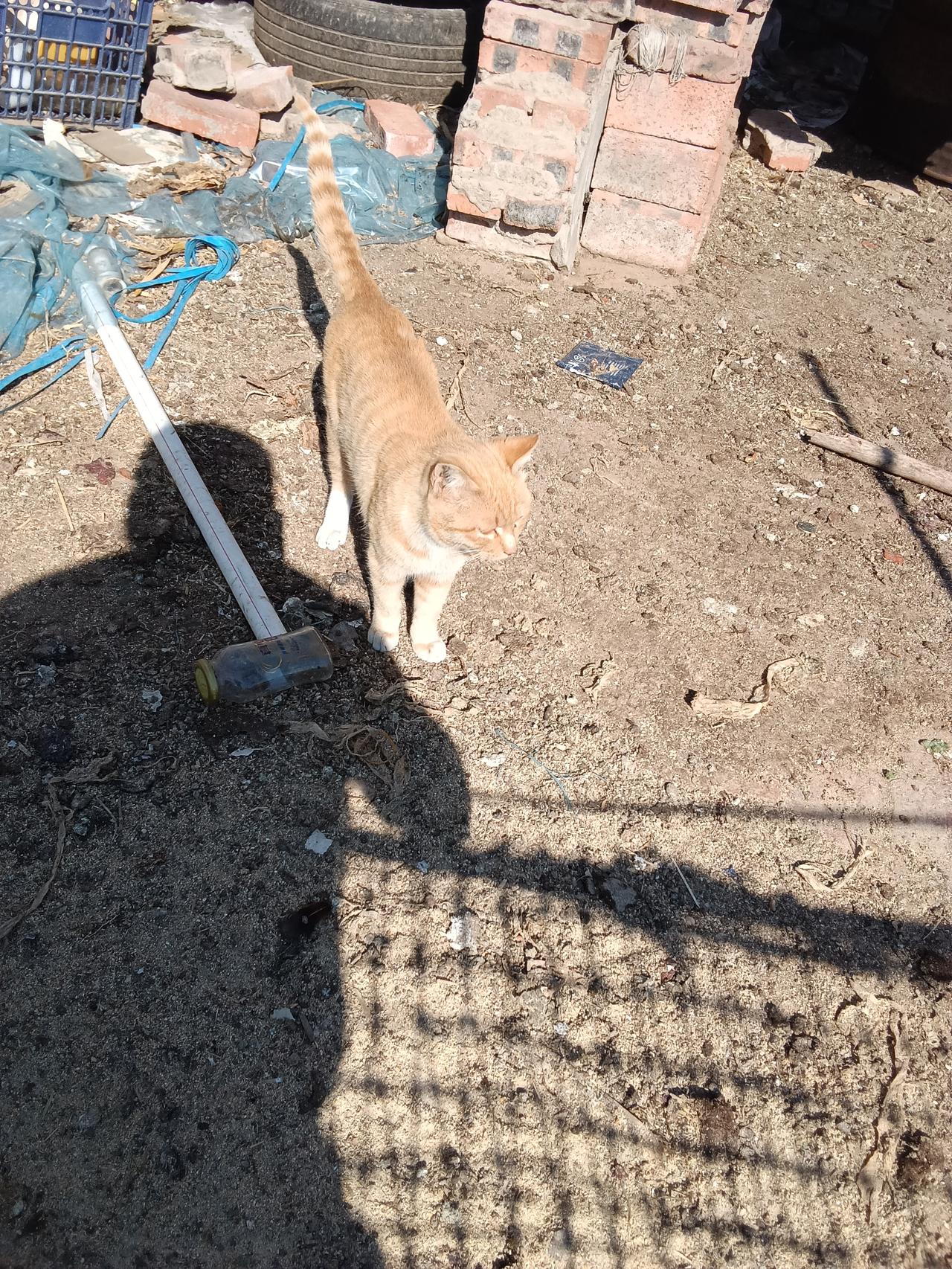 夏日生活打卡季 小橘猫在工地上的探险之旅🐱🏭
