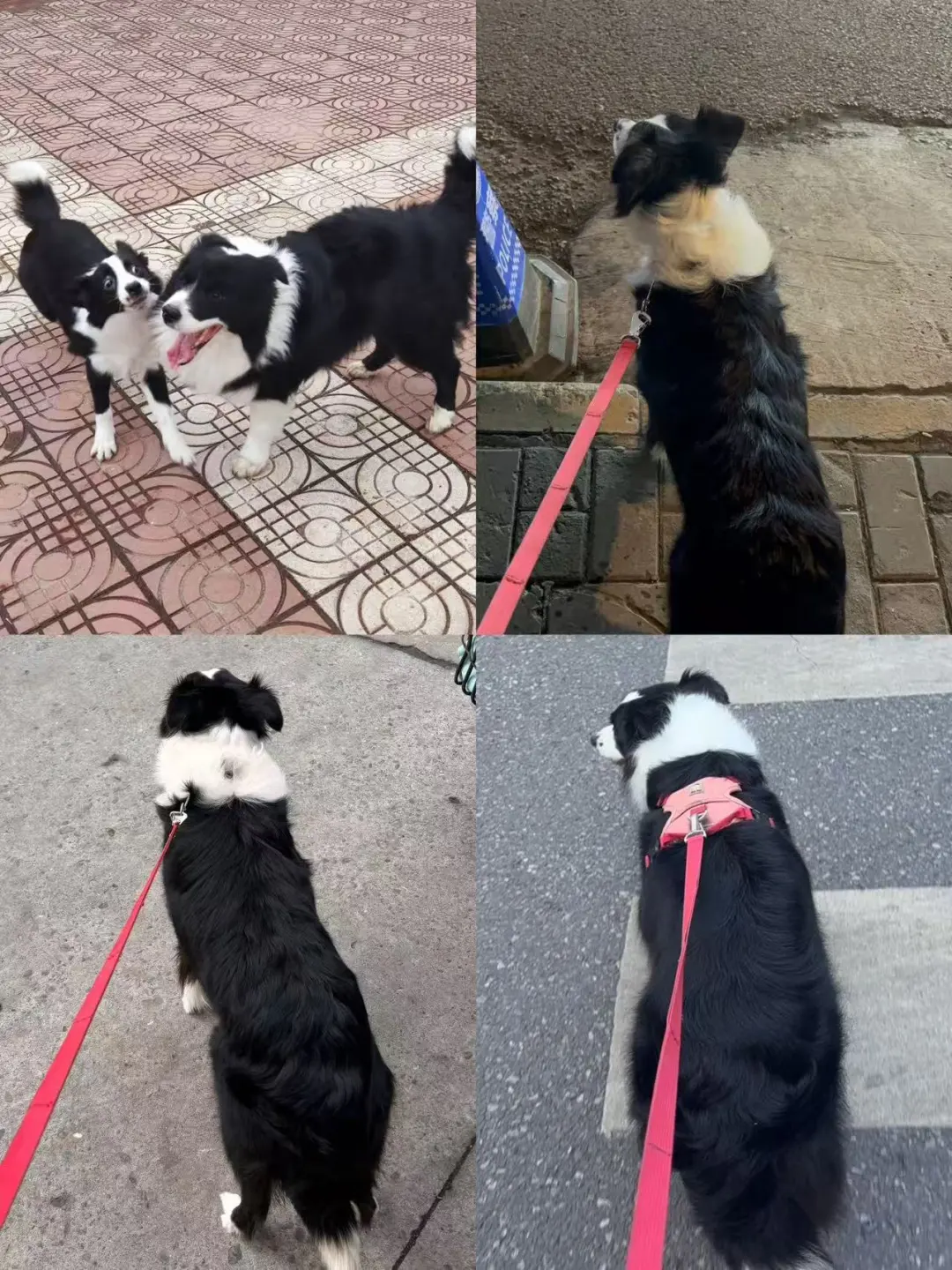 如何养好边牧（个人经验分享）