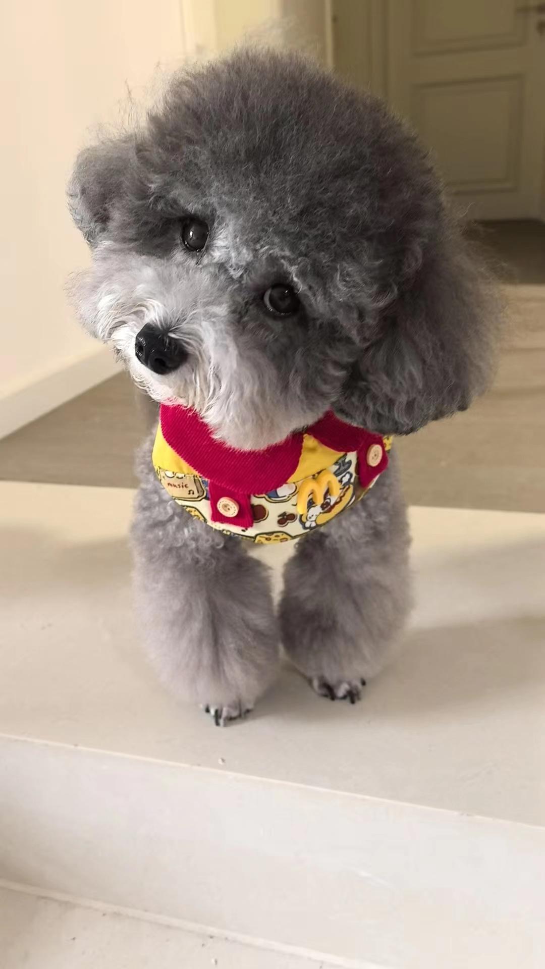 大数据不会乱推吧，你一定也养狗
