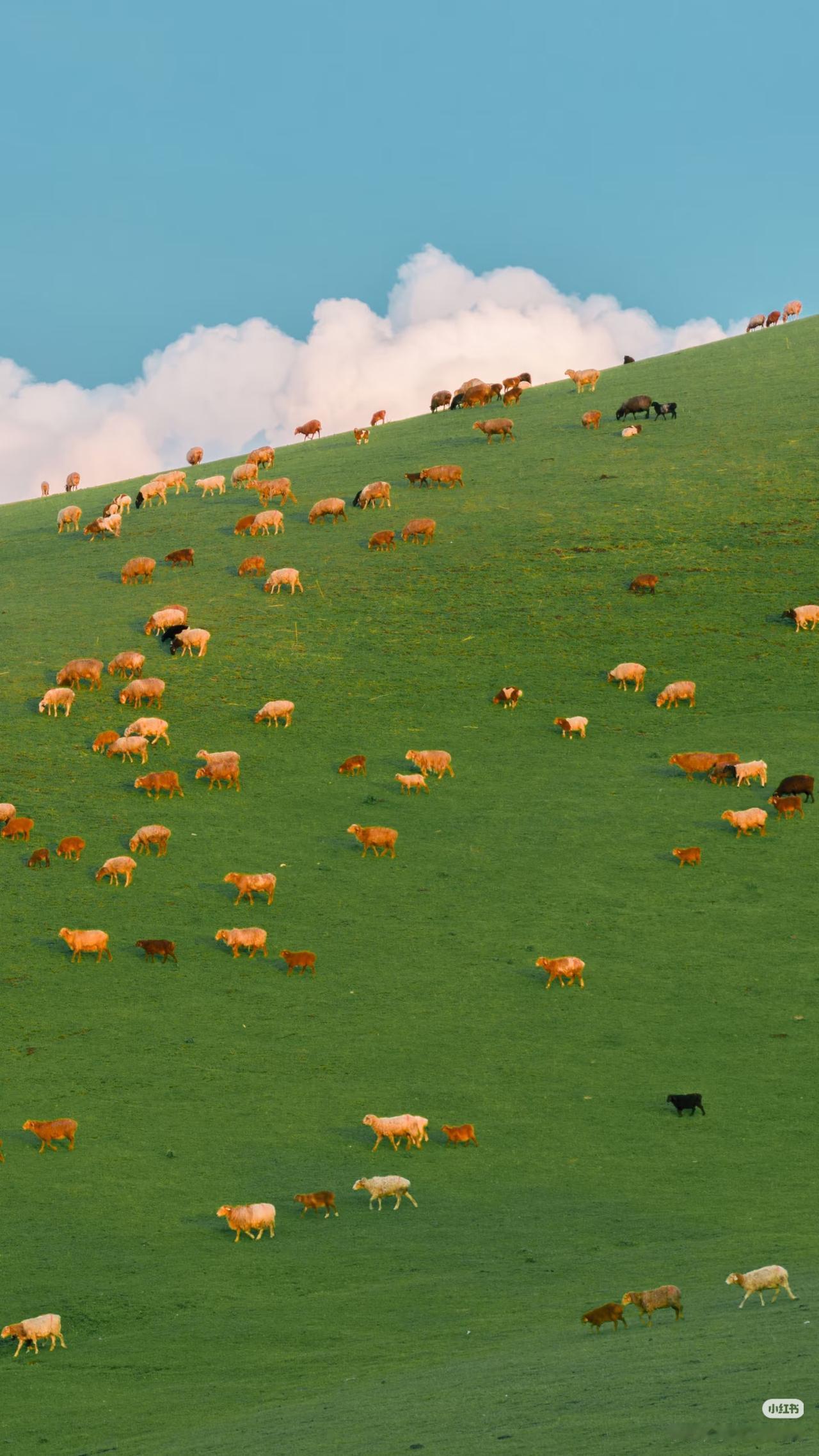 新疆的春天是万万次的春和景明

新疆的春天，是漫山遍野的浪漫，是辽阔与温柔的赴约