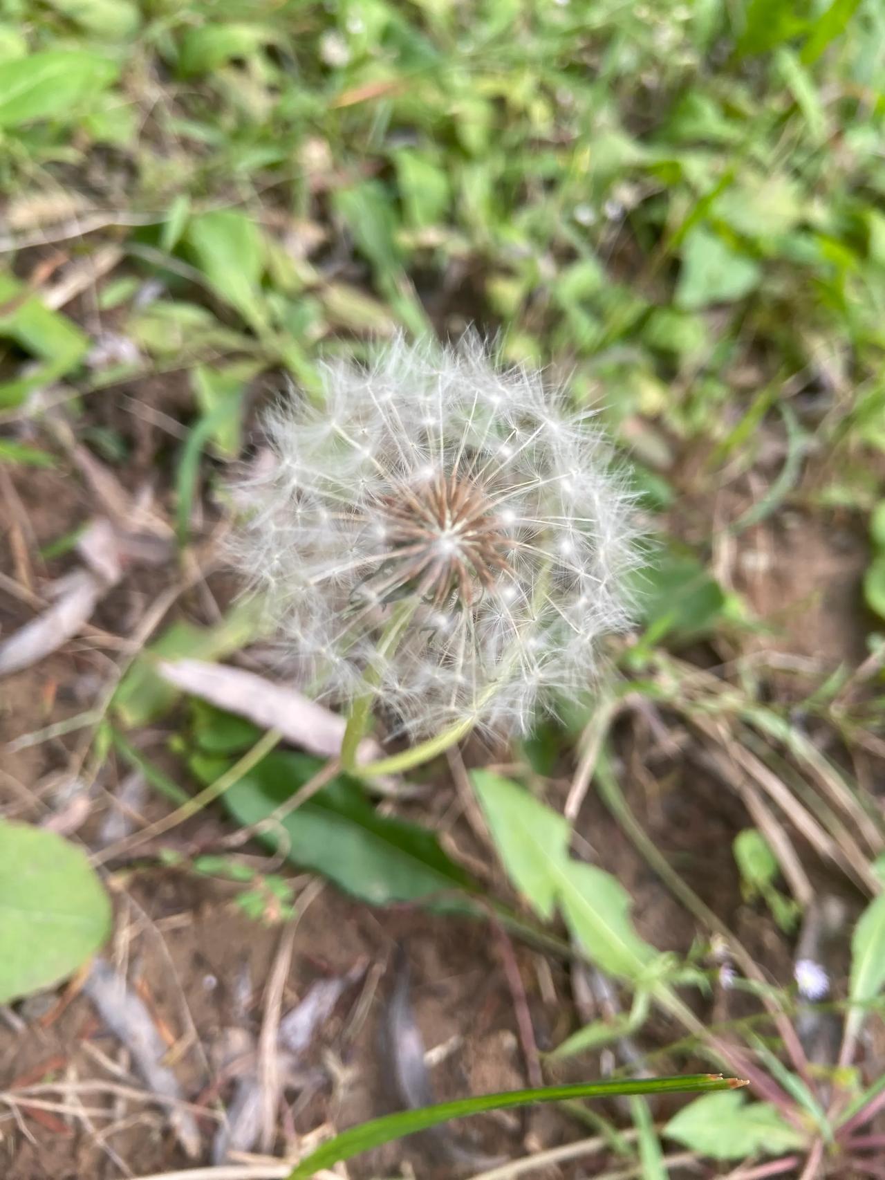 每一颗种子都自由飞翔