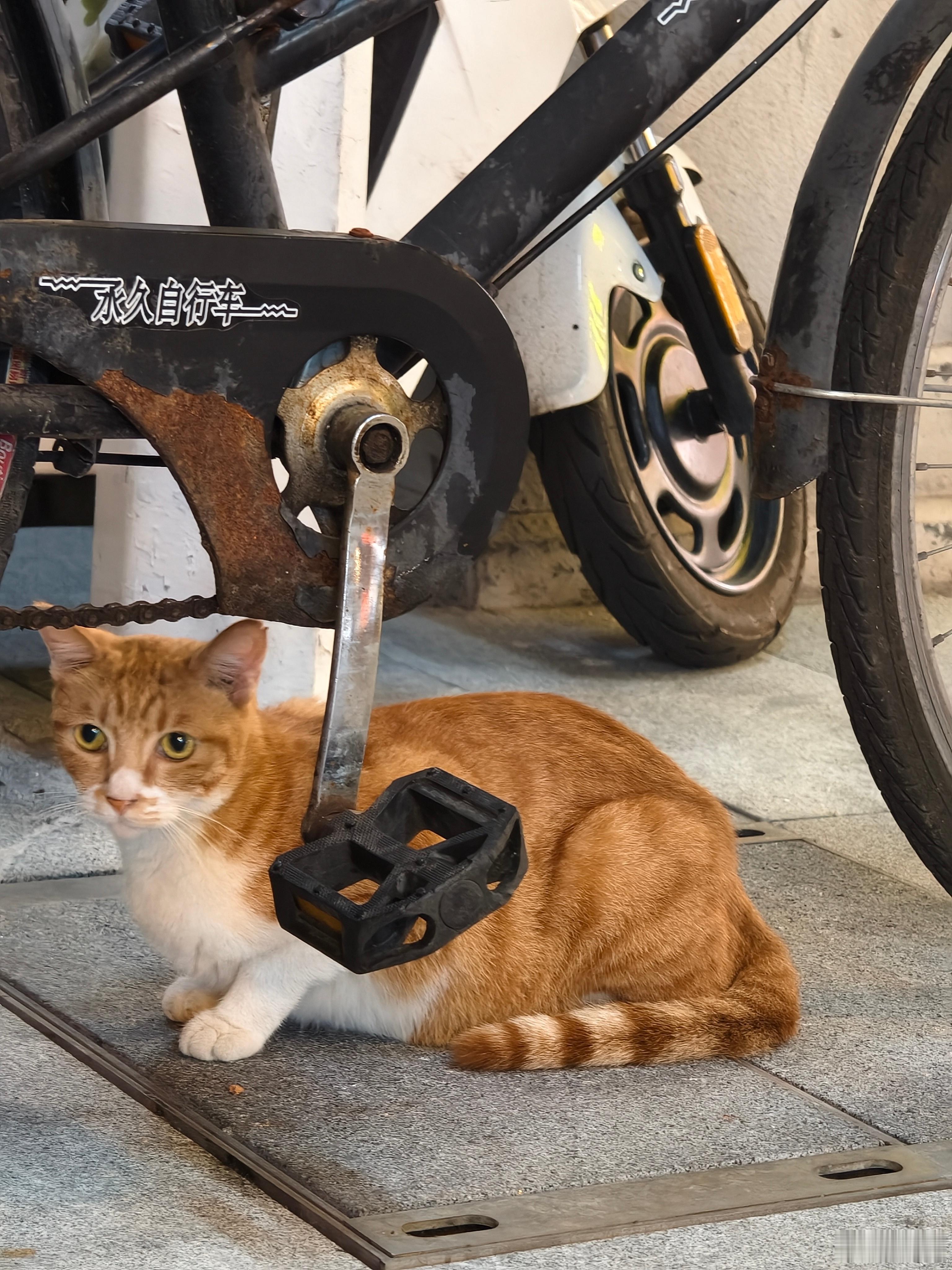 广州文明路骑楼下的猫，喊了几声感觉有点紧张。猫喵星人  ​​​