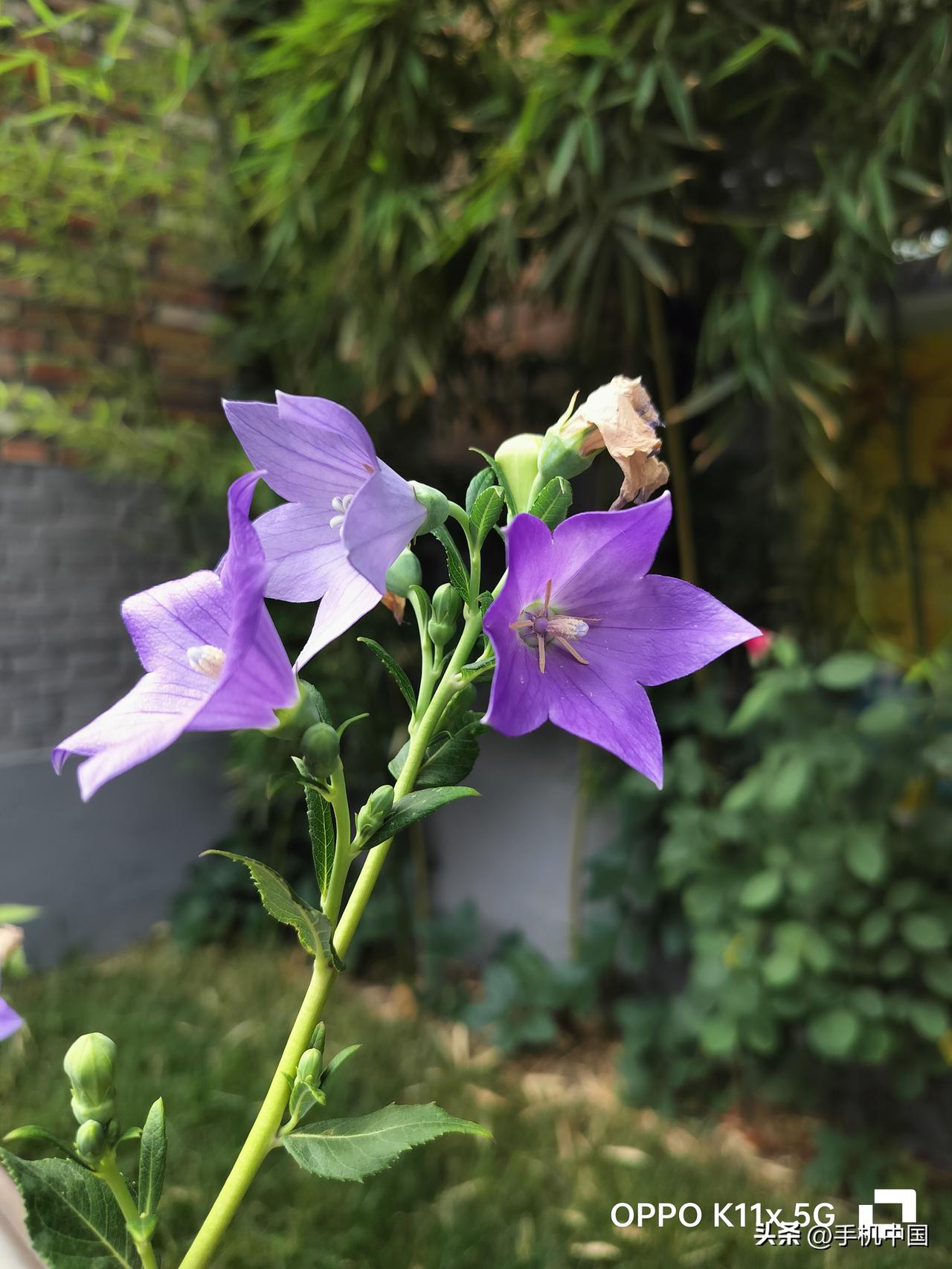 清晨随拍[微风]——来自OPPO K11x 