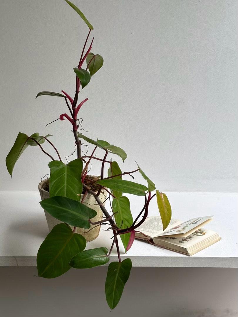 红翡翠蔓绿绒✨lumos植物系列 ​​​
