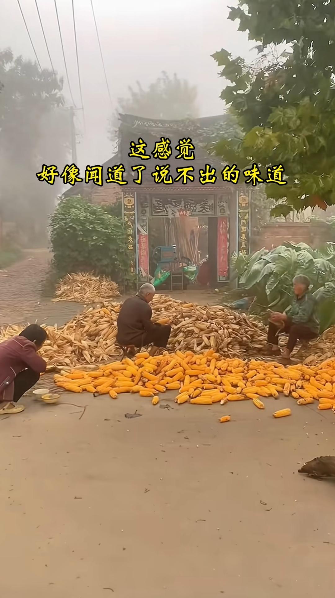 农村生活，忙秋收，热火朝天。这张图片让你想到了小时候吗？那时候和大人左邻右舍一起
