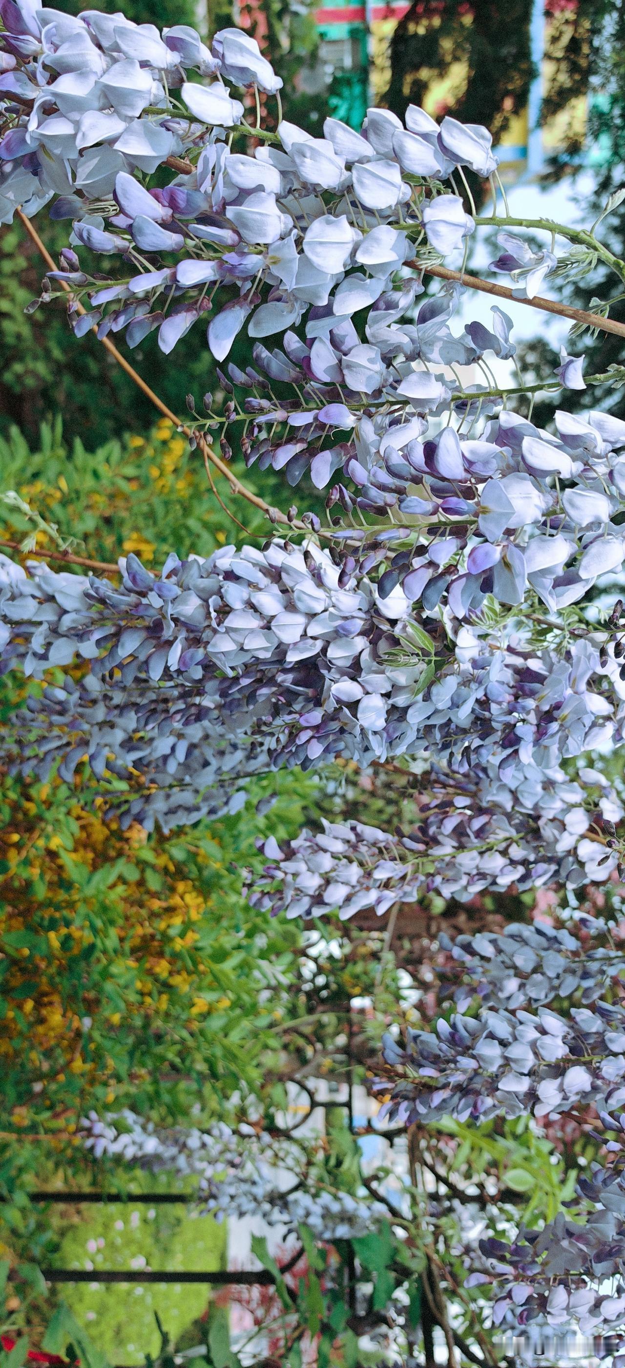 它那蓬勃的生命力与极致浪漫的色彩，总让人相信：最美的四月天，离不开那一树树、一簇