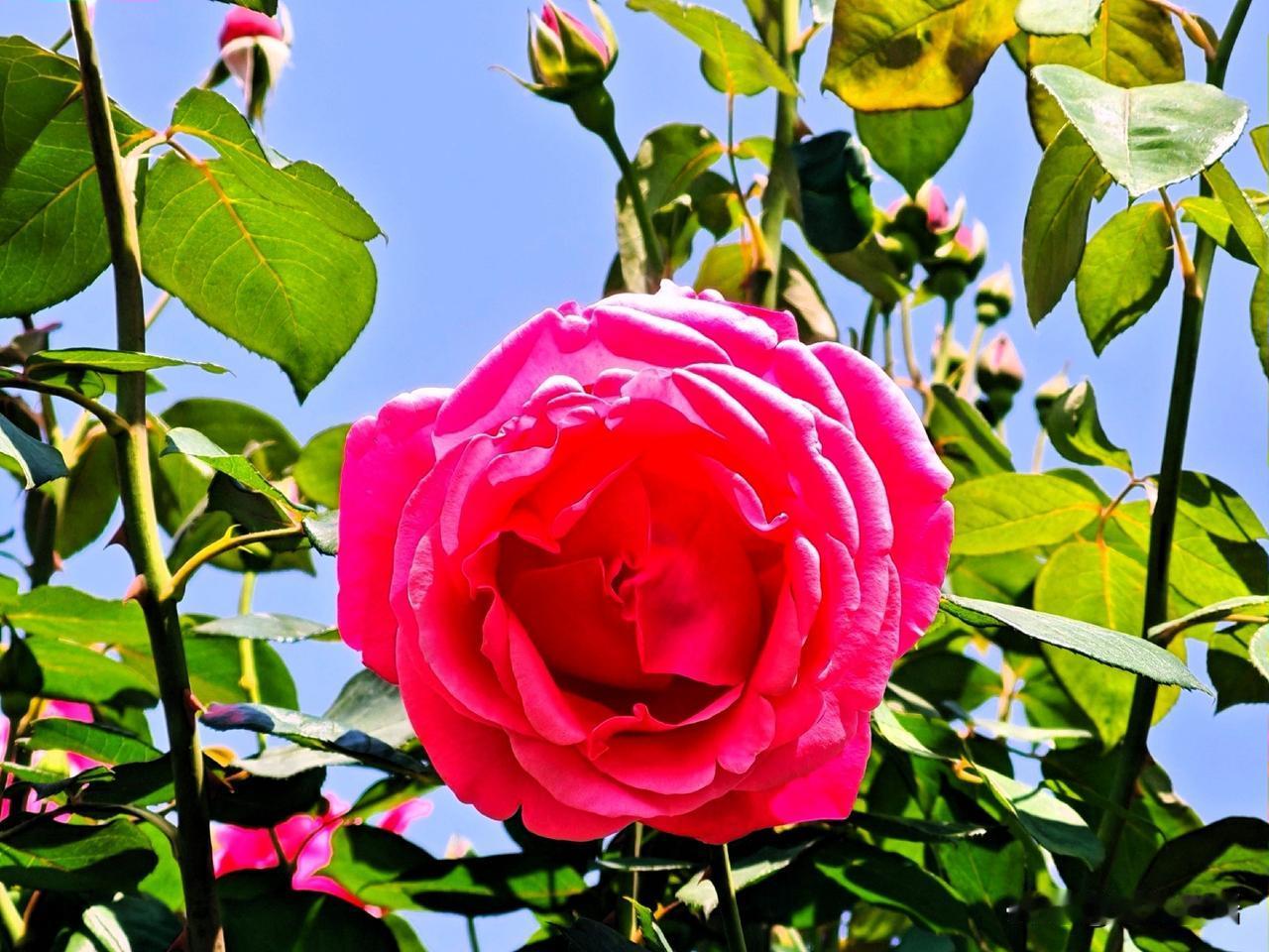 粉艳月季映碧空，芳华满目醉春风。🌹🌞