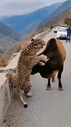 牛脾气上来谁也挡不住～🥺