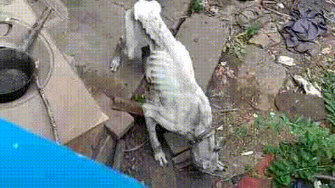 狗主人一家搬到城里住了，一个月后回老房子，这只狗狗已经瘦成了皮包骨。饿的只剩皮包