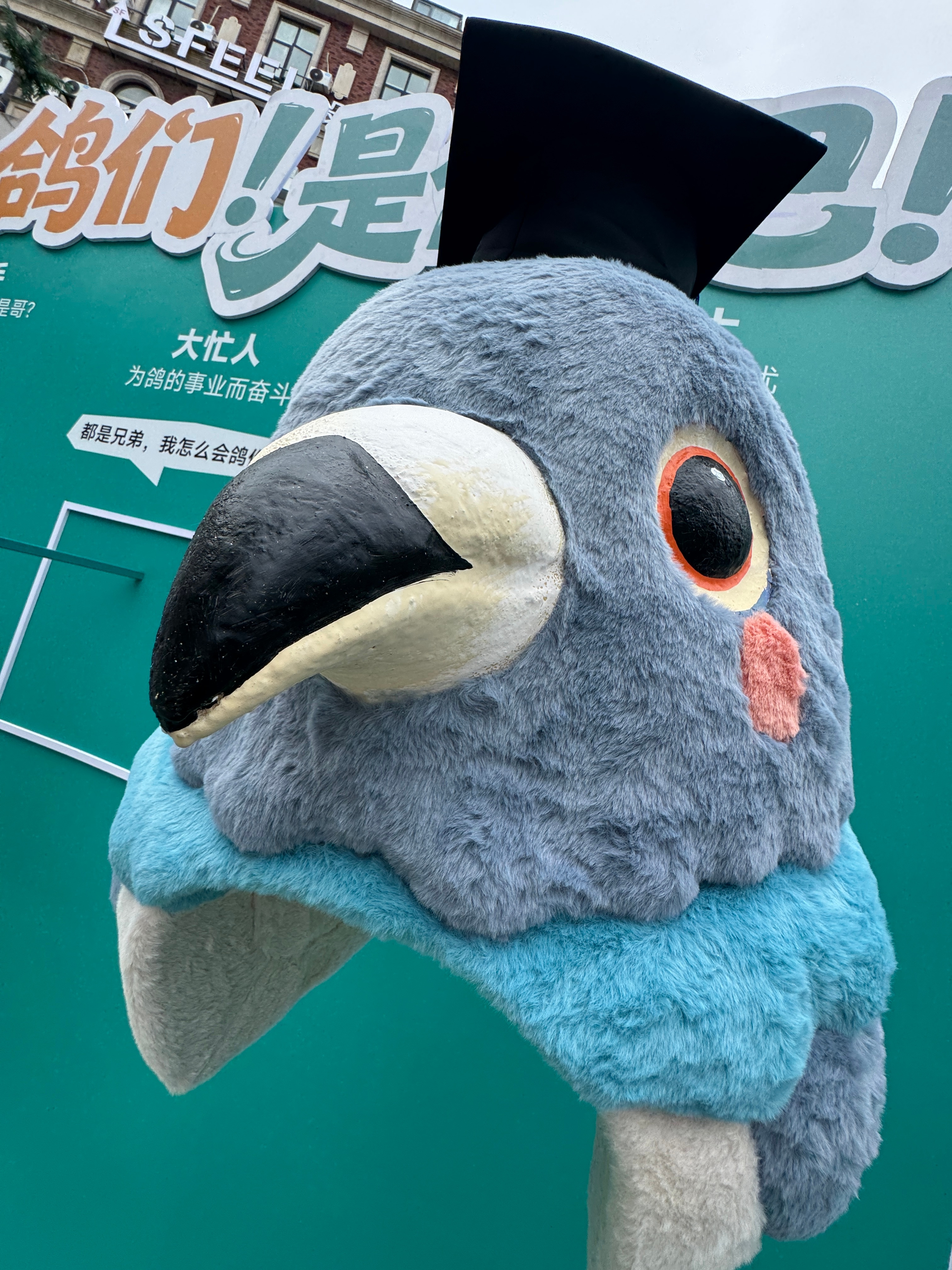 长沙渔人码头闪现鸽友会 现场挂满了各路鸽王的“光辉事迹”，走过路过谁都逃不过对号