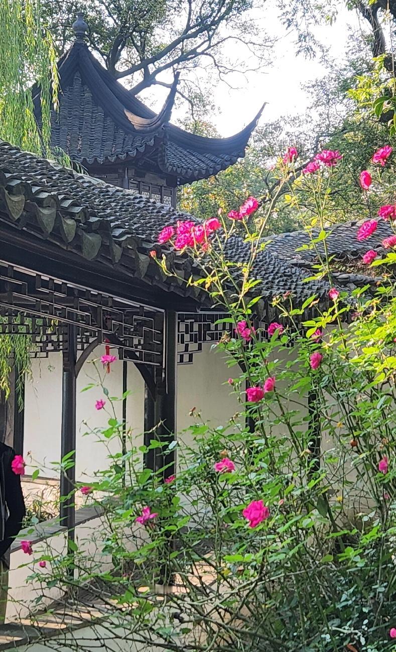 发一张你相册最近拍的花苏州一座最美的园林城市，江南水乡名副其实。