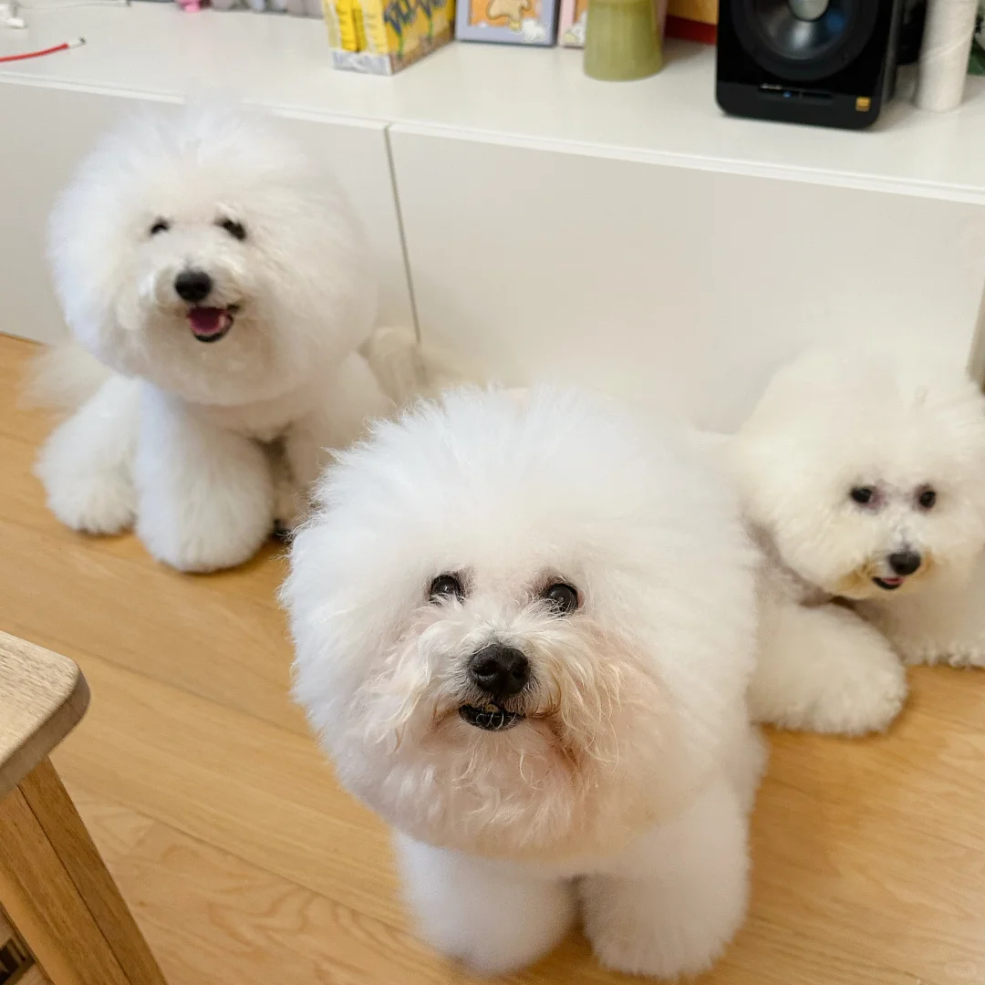 甜甜的小比熊，超爱笑