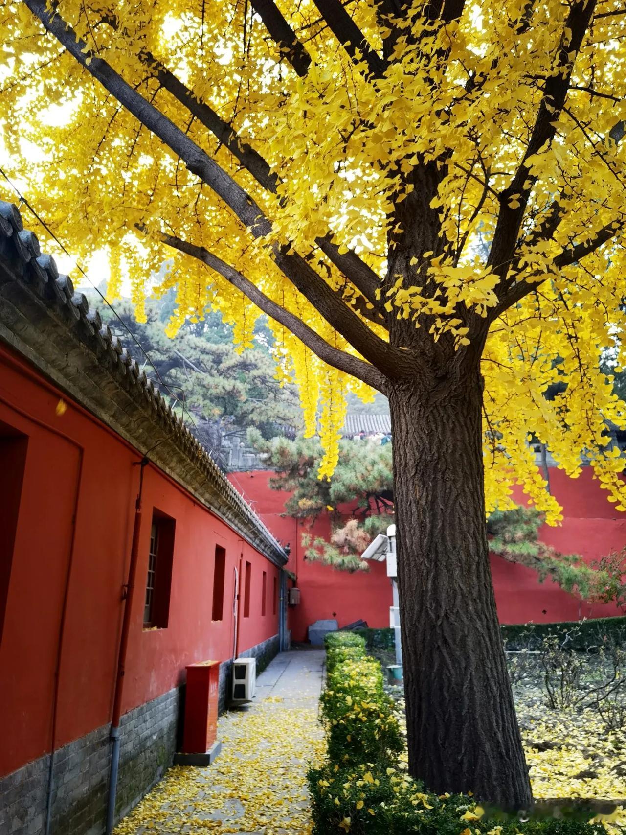 多年前去戒台寺时，五百罗汉堂在施工中，长期未对外开放。前几天赏秋去了一趟，惊喜发