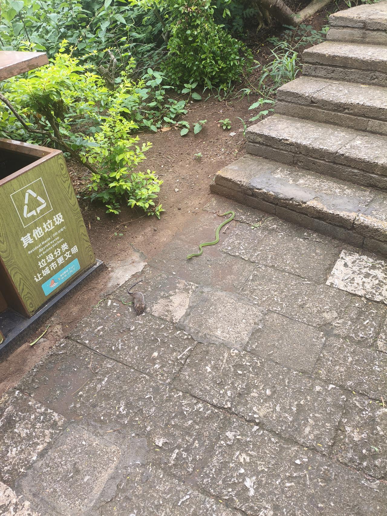 北海涠洲岛鳄鱼山广场附近阶梯步道，偶遇竹叶青要吃老鼠，看到路人后，竹叶青桃之夭夭