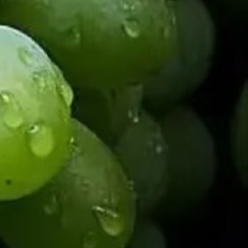 青提的种植方法深耕作：选择排灌方便、土壤肥力较好、通风、光照好的地块。 深翻使土