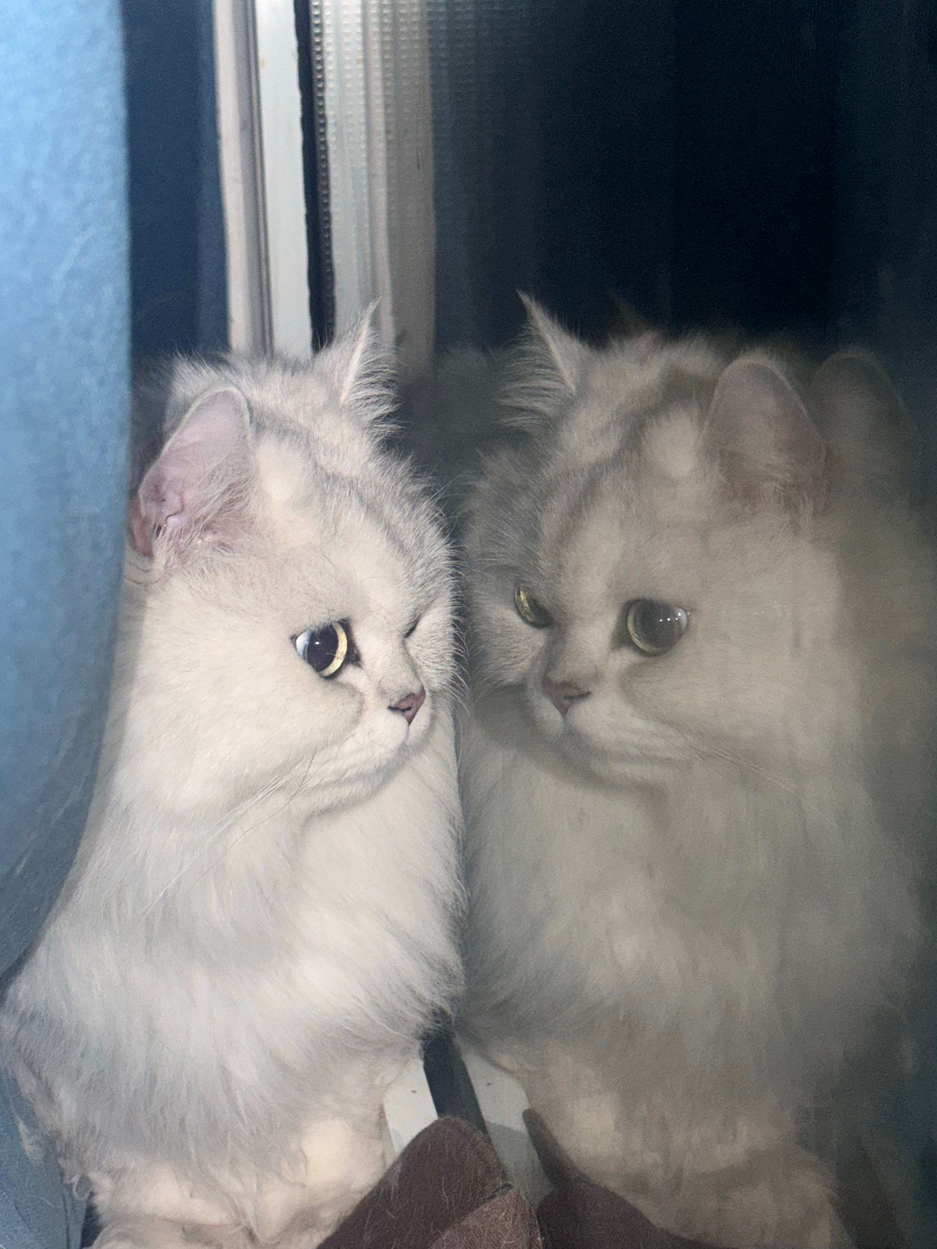 上天入地再也找不到这么胖的咪 