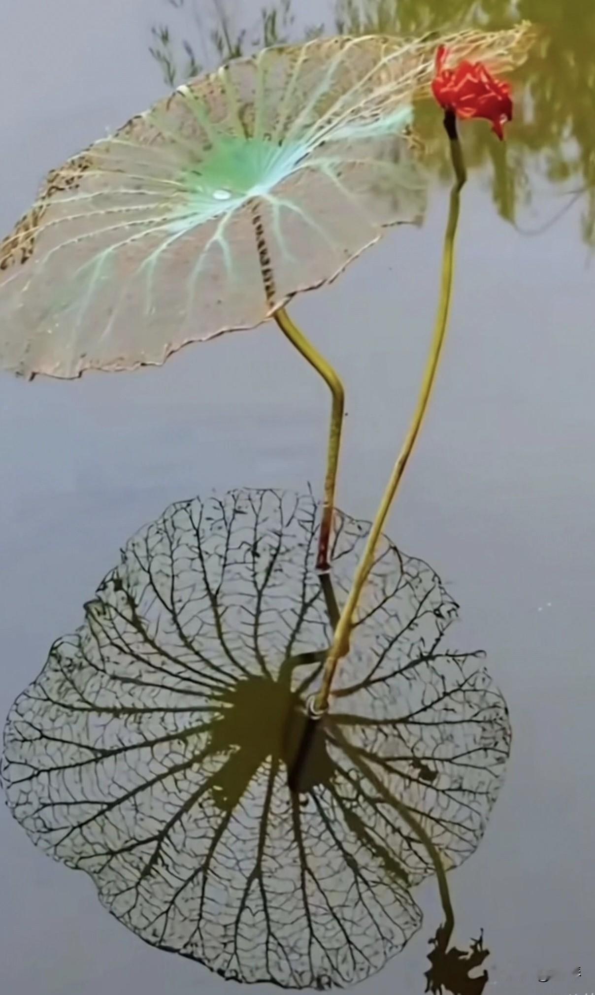 荒烟里，谁是谁的承重墙

 作者:墨琴

他把抱怨摔在桌上
和烟蒂一起堆成小山