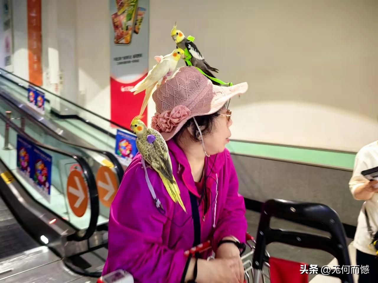 大妈身上落着三只鹦鹉，这三只鹦鹉的颜色非常好看，配上大妈穿的这件衣服，显得特别的
