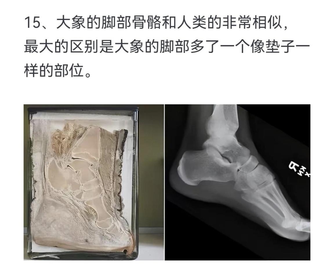 大象的脚部骨骼和人类的非常相似，最大的区别是大象的脚部多了一个像垫子一样的部位。