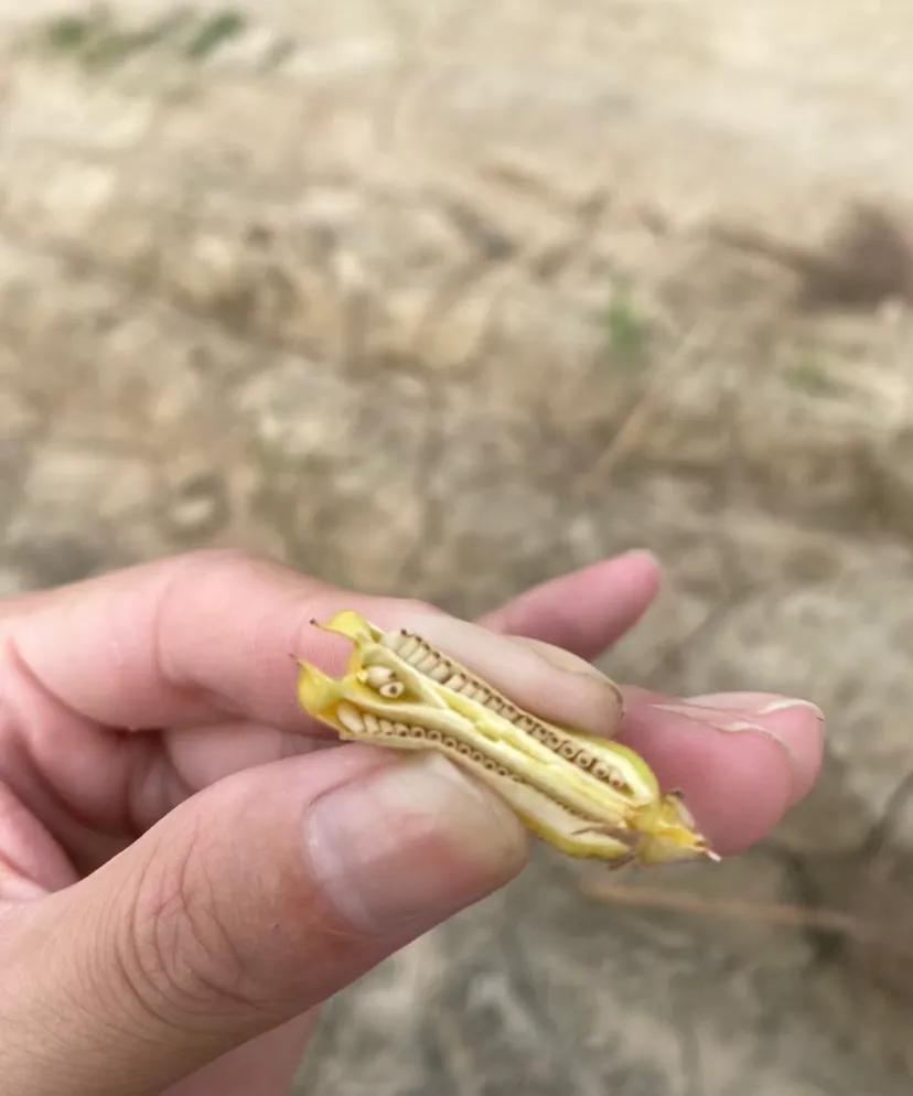 芝麻产量好高呀