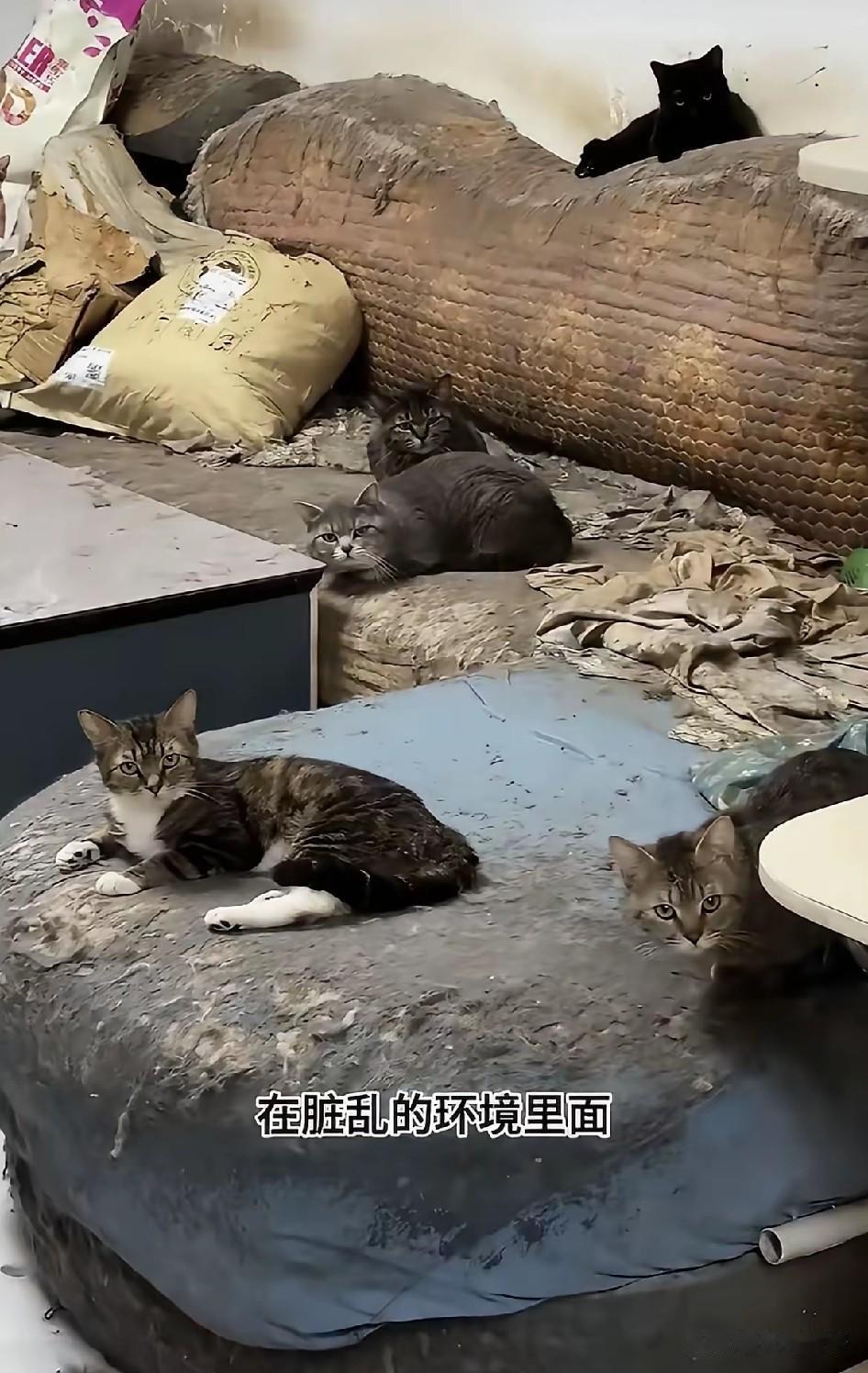 女子收养了60只猫，家里造的不成样子，环境脏乱差，屋里的气味也非常的大，但是她和