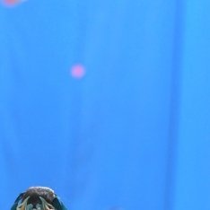 阳光信用 🍀阳光信用 🍀阳光信用 中华民族传统美德倡导“格物、致知、诚意、正