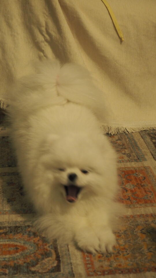 puppy yoga