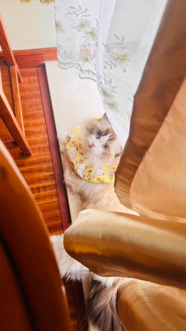 躲猫猫是哪个傻猫猫被找到了呀 